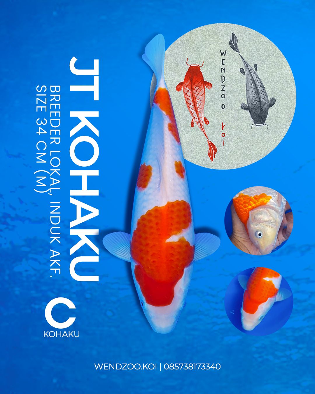 JUMBO TOSAI KOHAKU F1 34cm