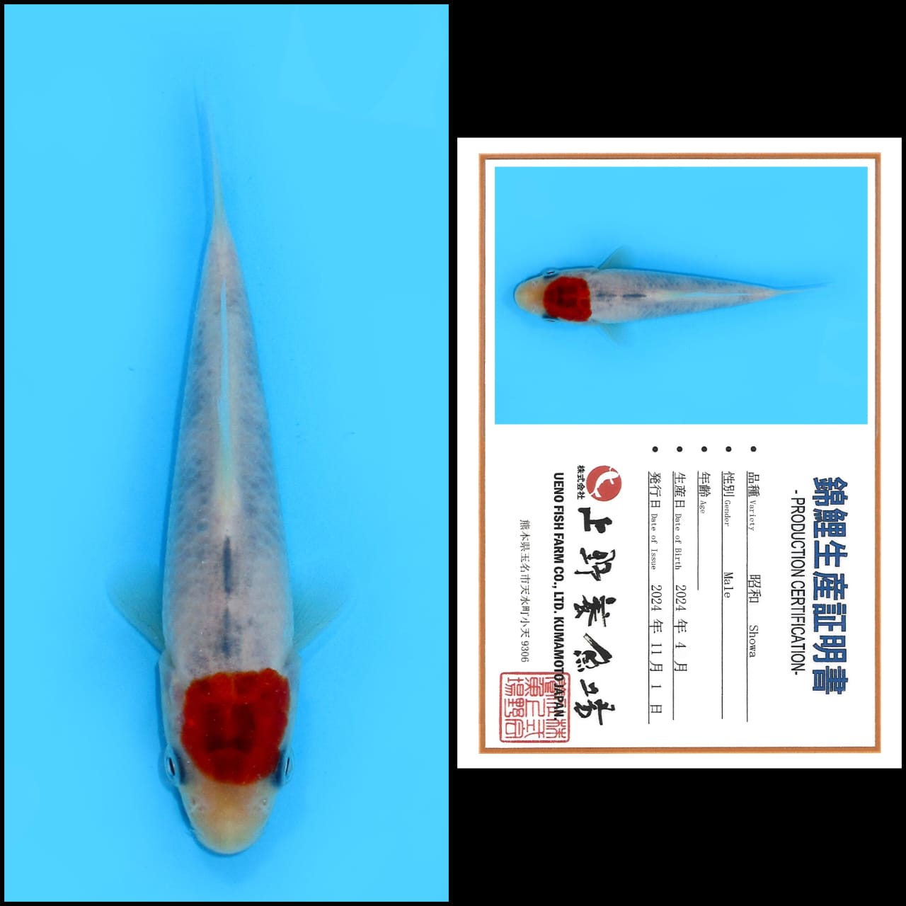 TANCHO SHOWA IMPORT UENO UNCHEK 10cm