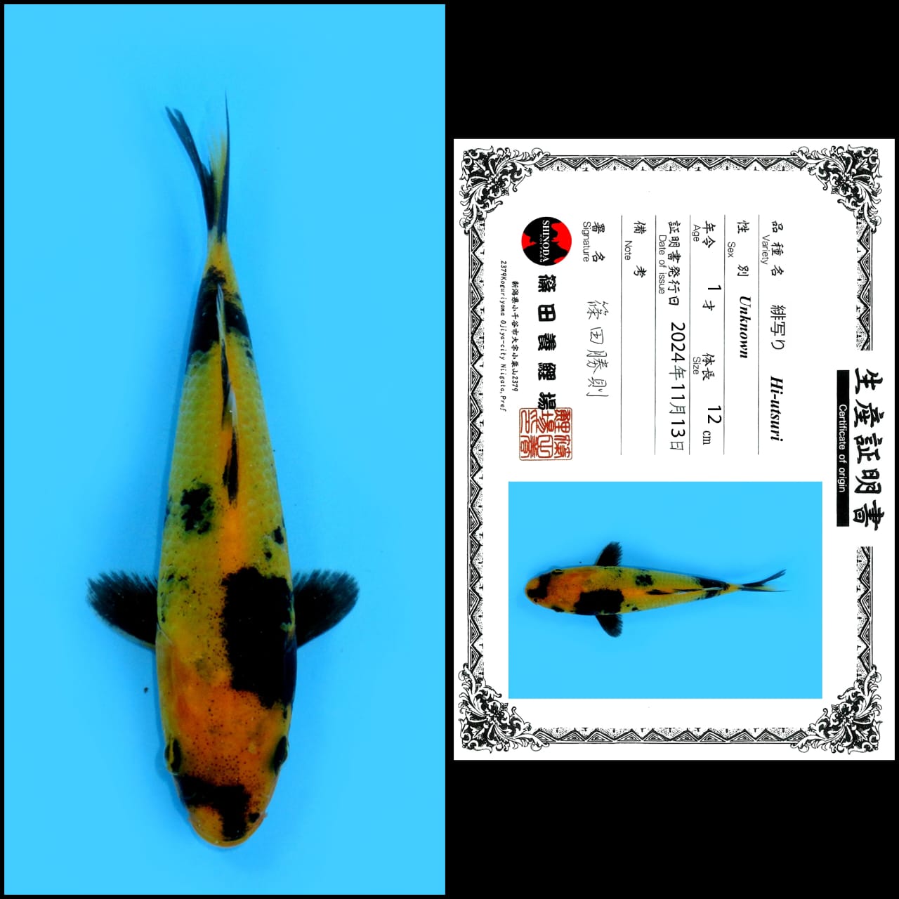 HI UTSURI IMPORT SHINODA UNCHEK 12cm