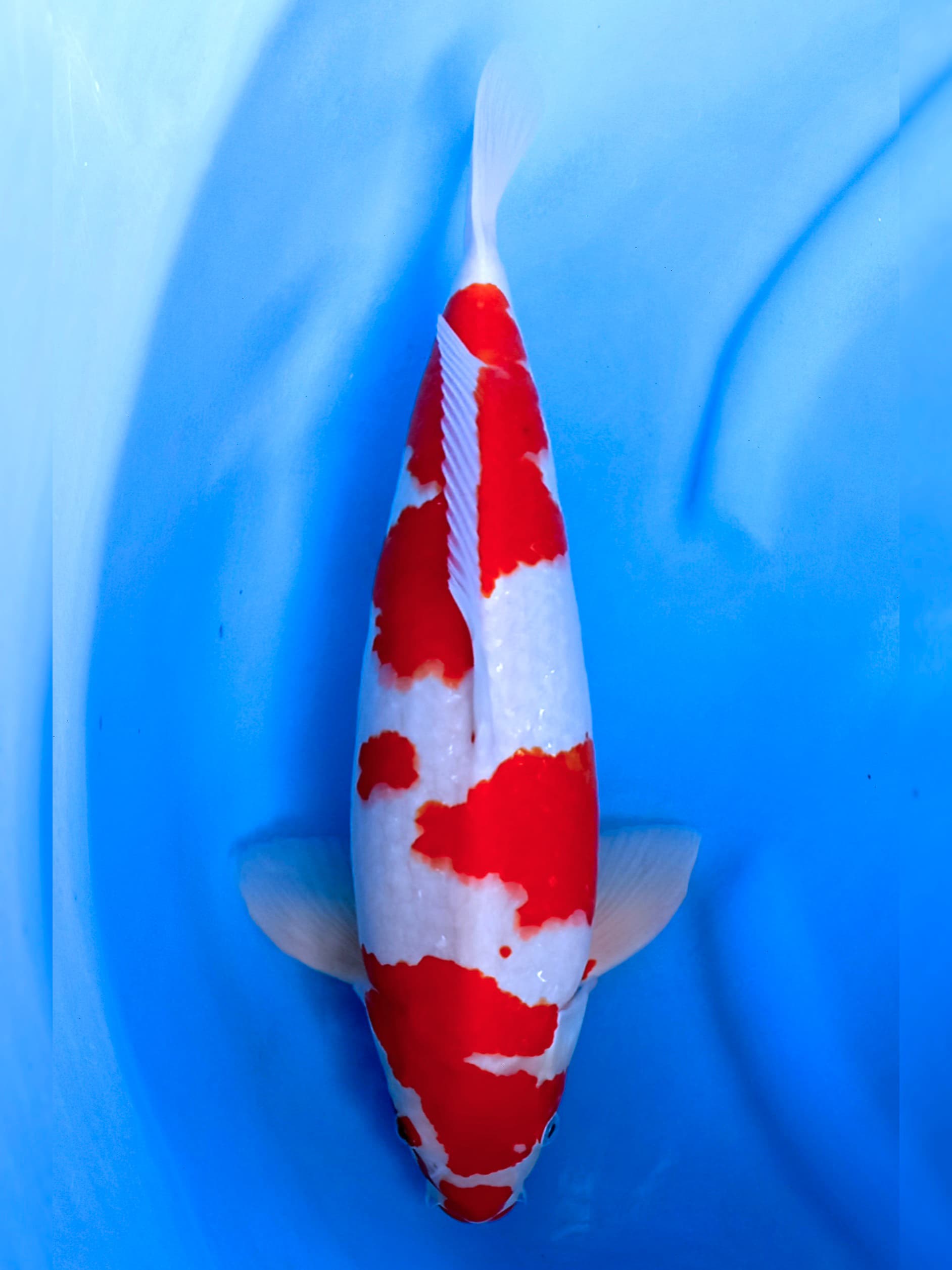 KOHAKU POLA ANTIK 47cm