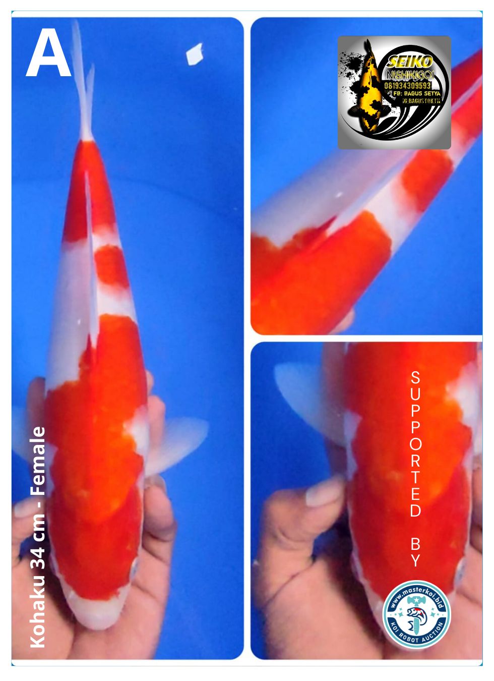 KOHAKU 34cm