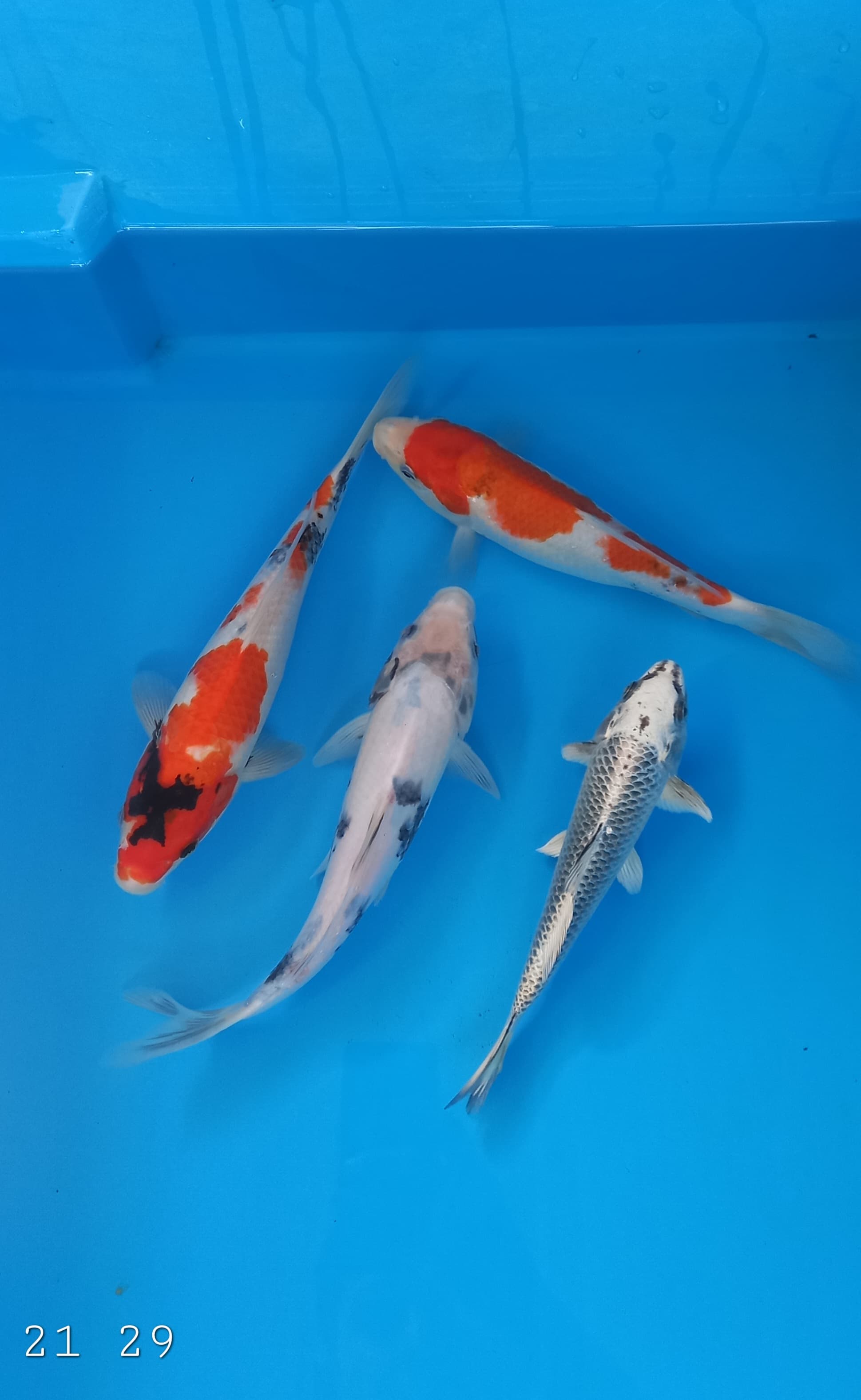 PAKET MIX 21 29cm