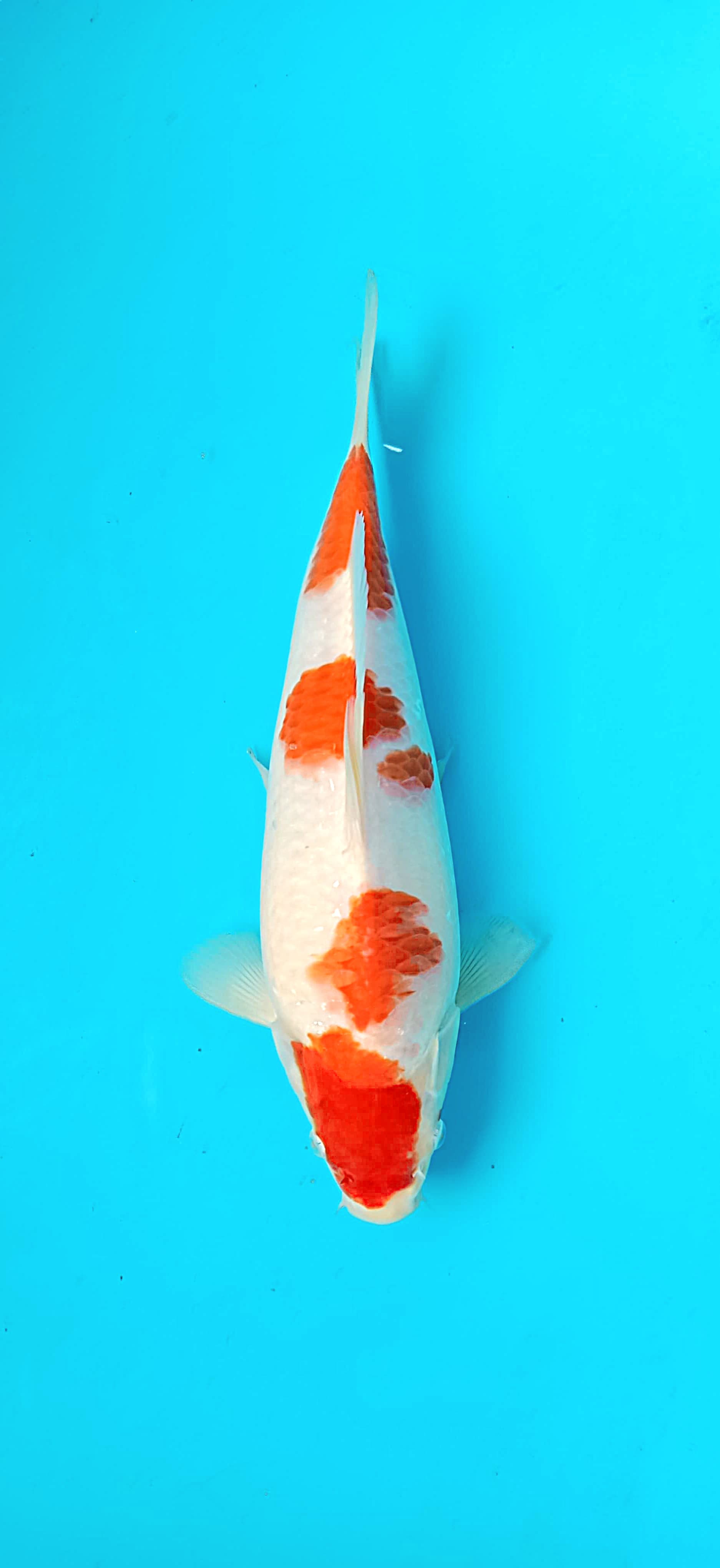 KOHAKU 27cm