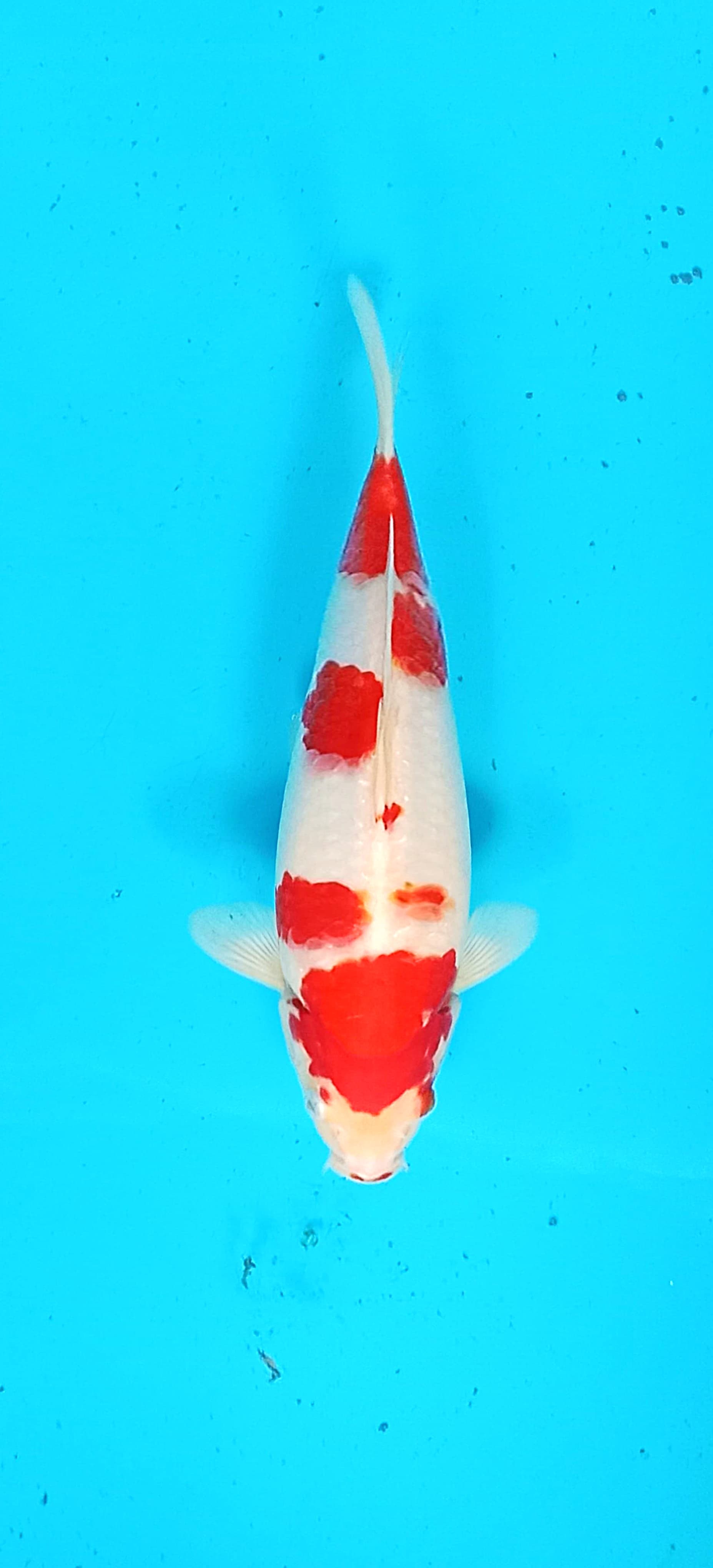 KOHAKU 27cm