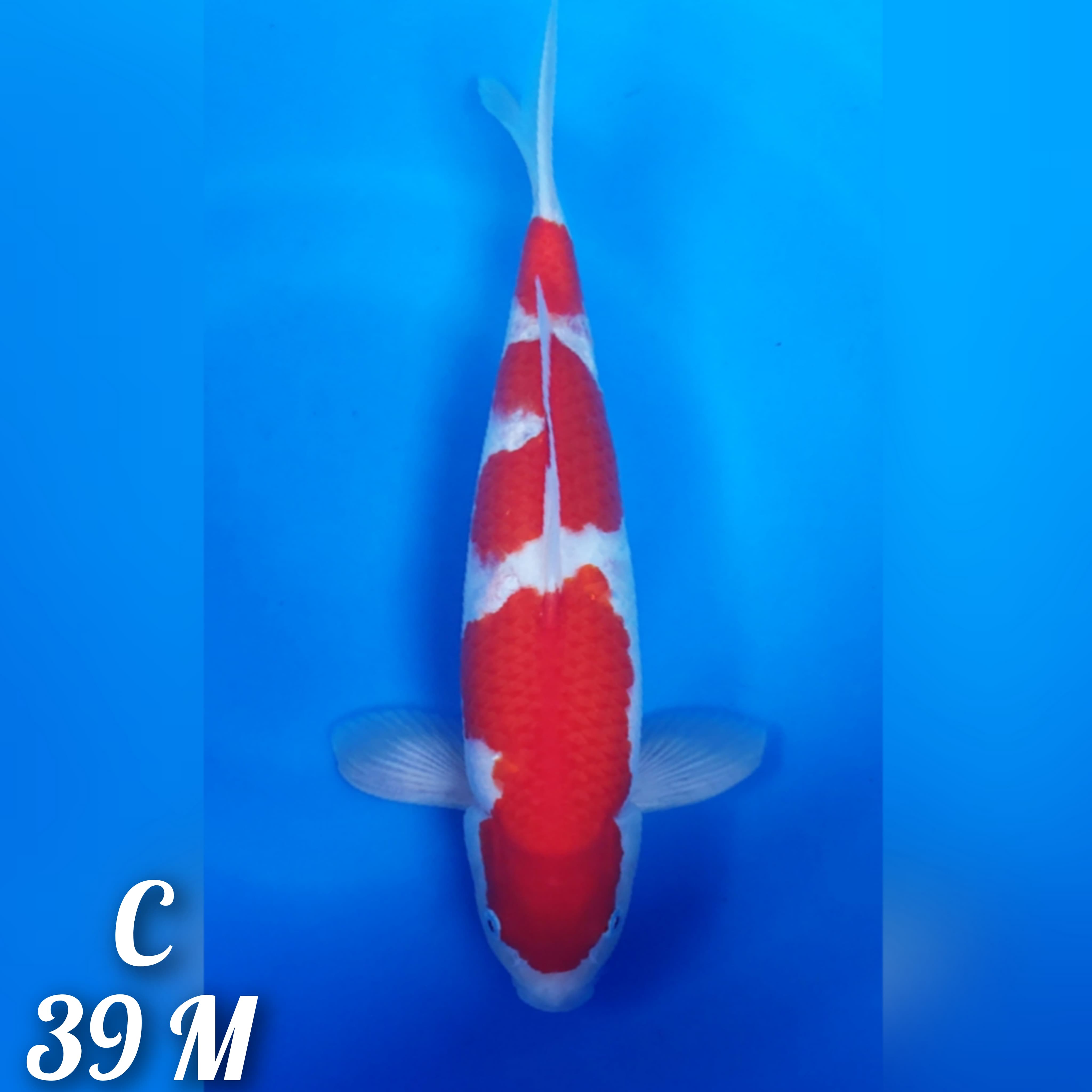 SANDAN KOHAKU MERAH SUPER PEKAT SKIN HALUS KEPALA FACE 39cm