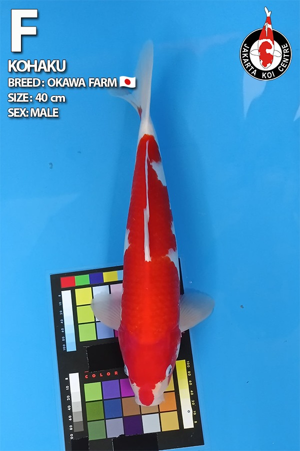 KOHAKU 40cm