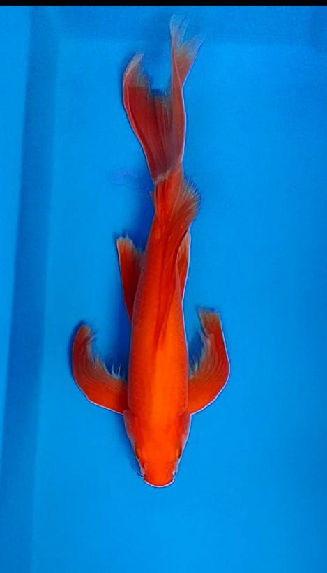 BENIGOI 38cm