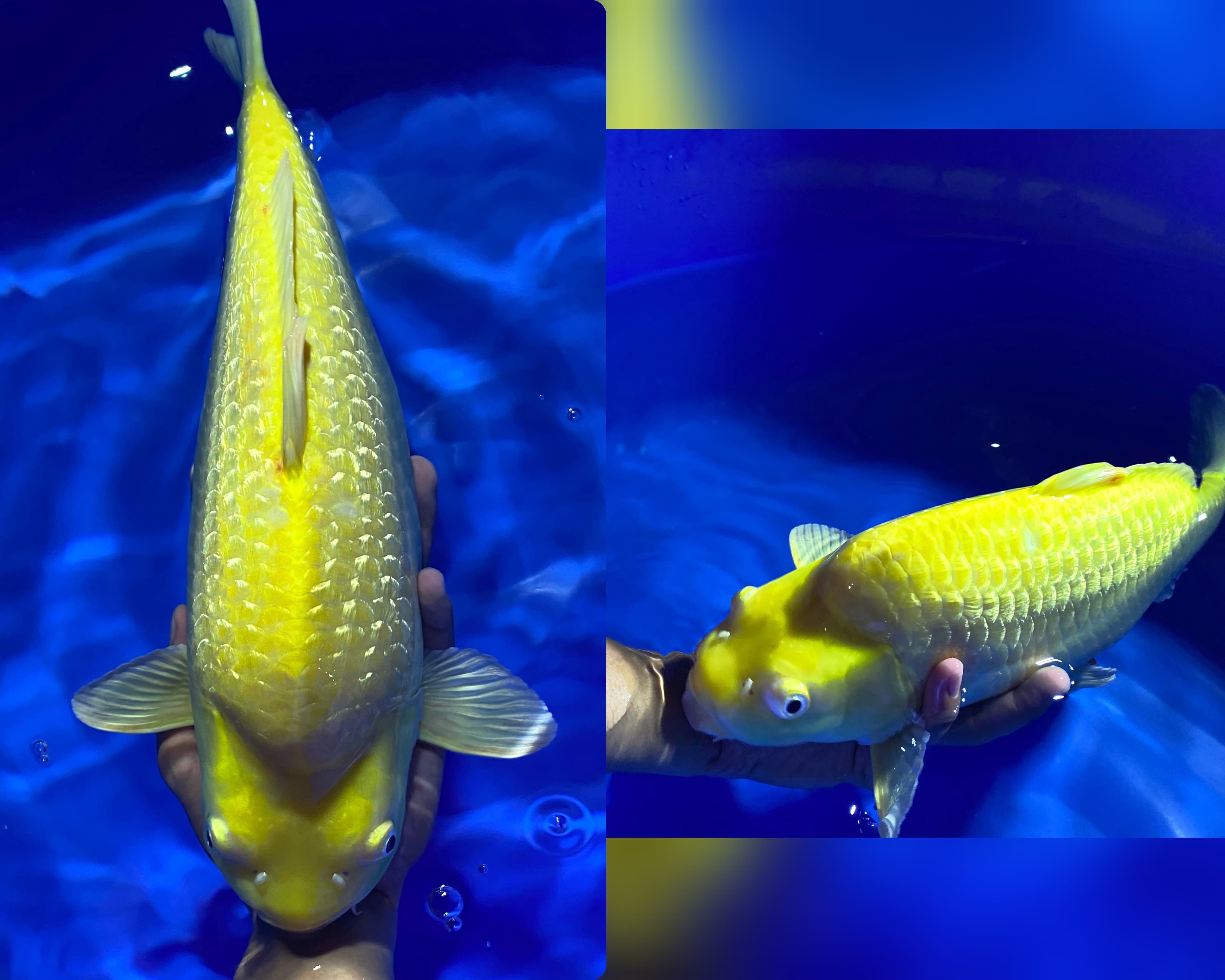KARASI GINDRIN LEMON CALON JUMBO 40cm