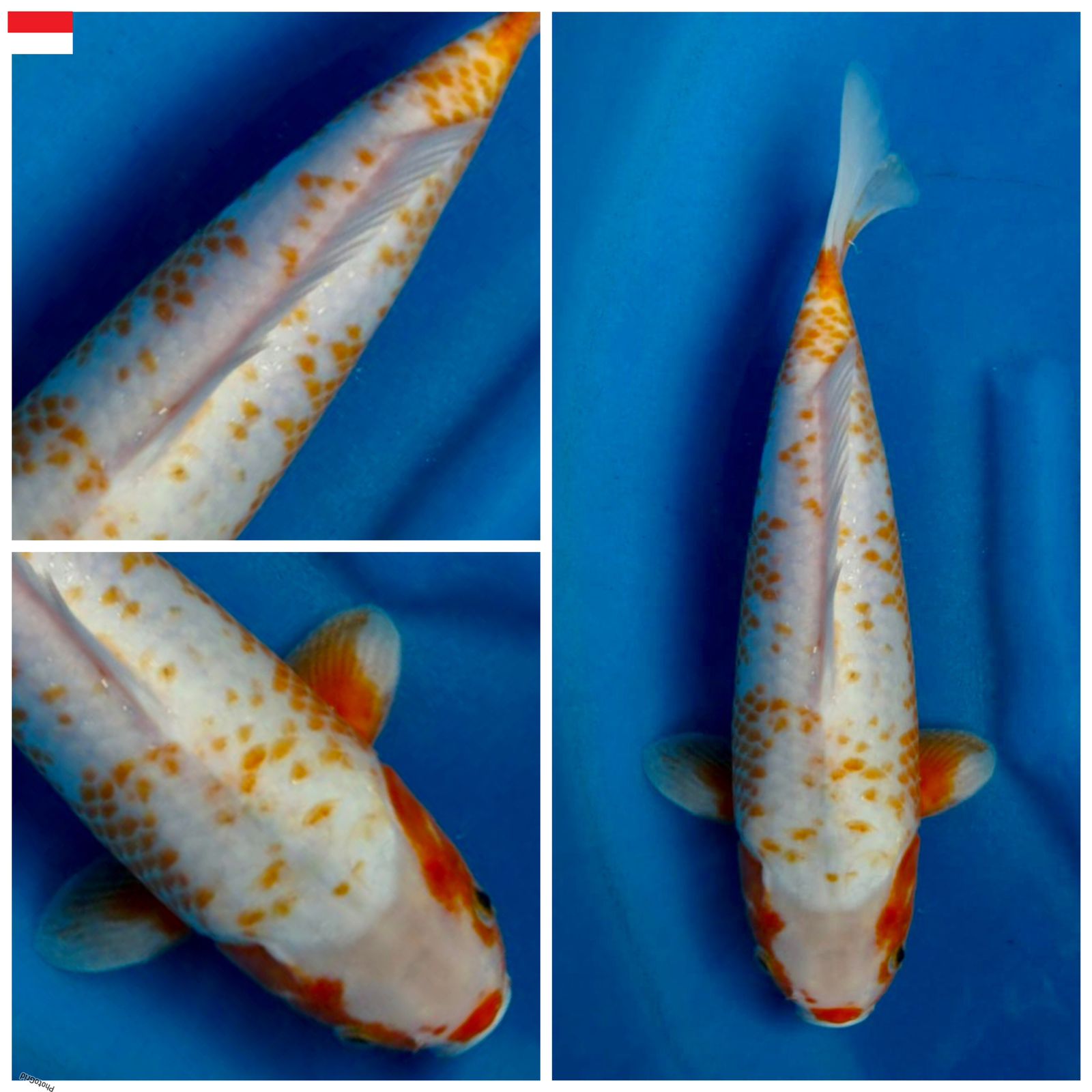 ASAGI KANOKO KOLEKSI UNCHEK 39cm