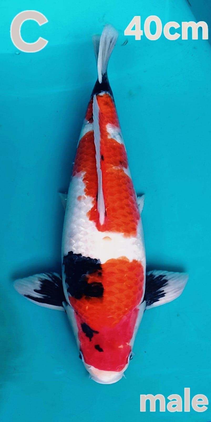 SHOWA MUNUK MOTOGORO 40cm