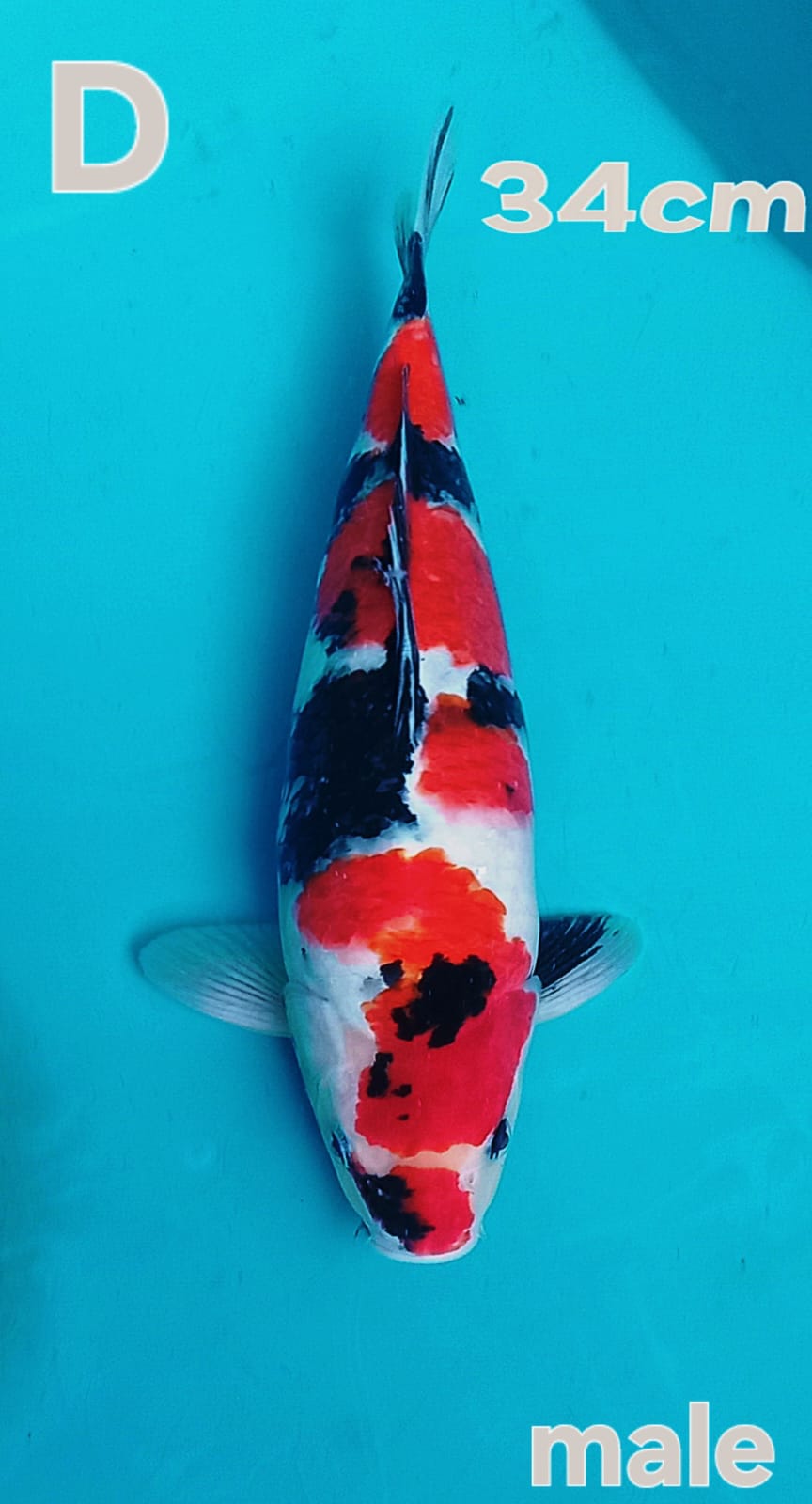 SHOWA MOTIF GOD 34cm