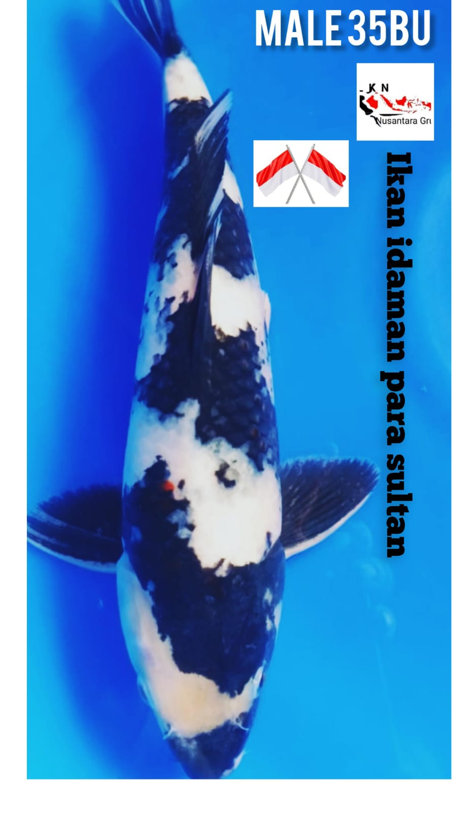 SUPER IKAN IDAMAN PARA SULTAN SHIRO UTSURI PUNUK PANGKAL EKOR BESAR BAKAT JUMBO ISTIMEWA ORIGINAL LOKASI IKAN DI BOJONEGORO 34cm