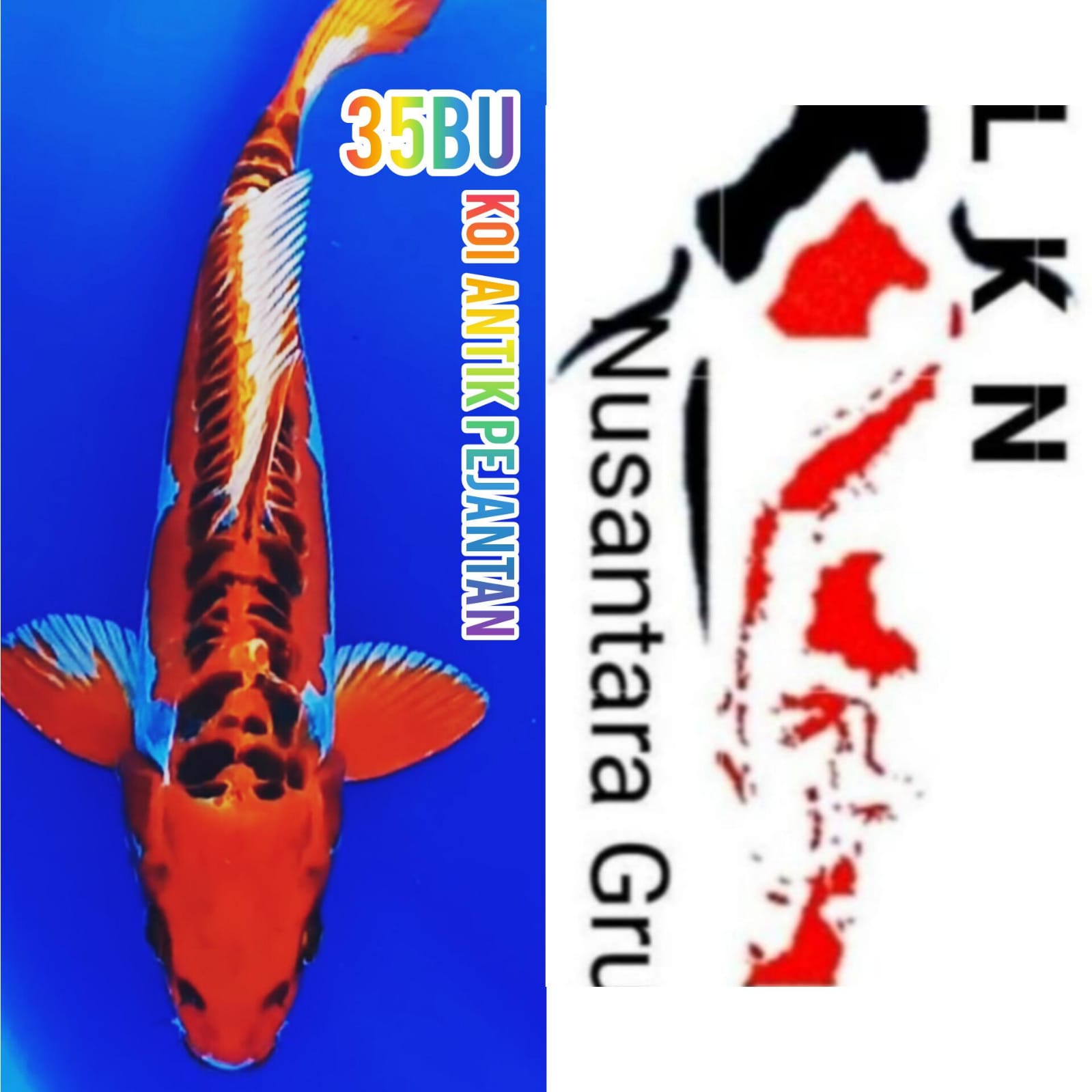 KOI ANTIK PEJANTAN TANGGUH COCOKBUAT KOLEKSI KOLAM SULTAN LOKASI IKAN DI BOJONEGORO 34cm