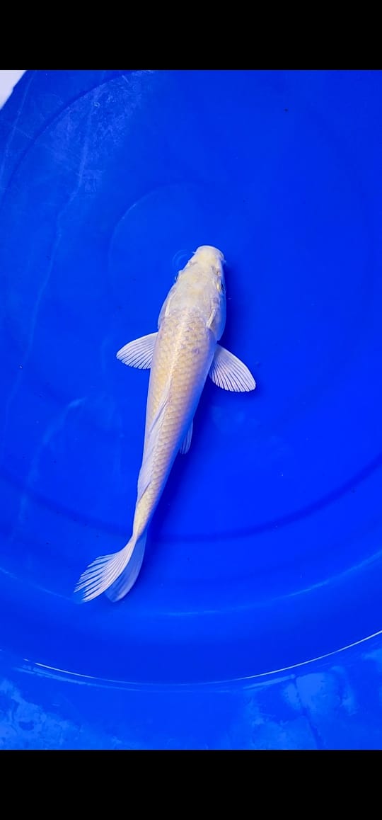 IMPORT SUPER YAMABUKI OGON 25cm