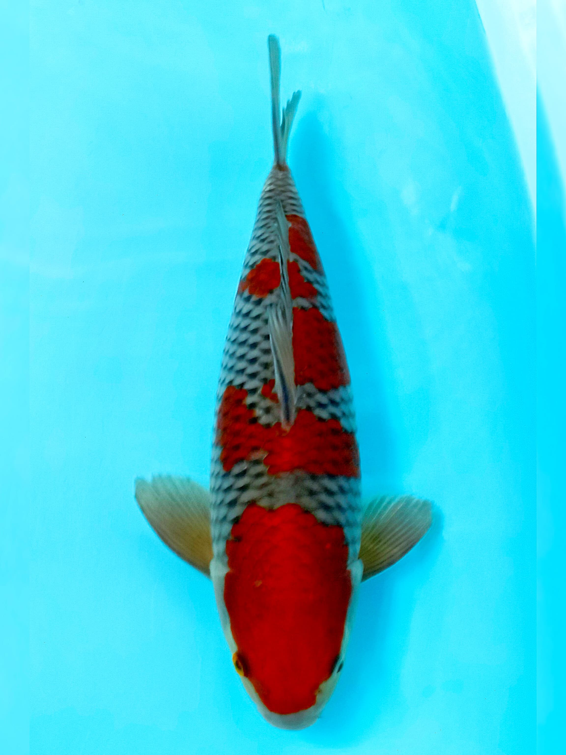 SUPER OCHIBA SHOW QUALITY MALE 38cm