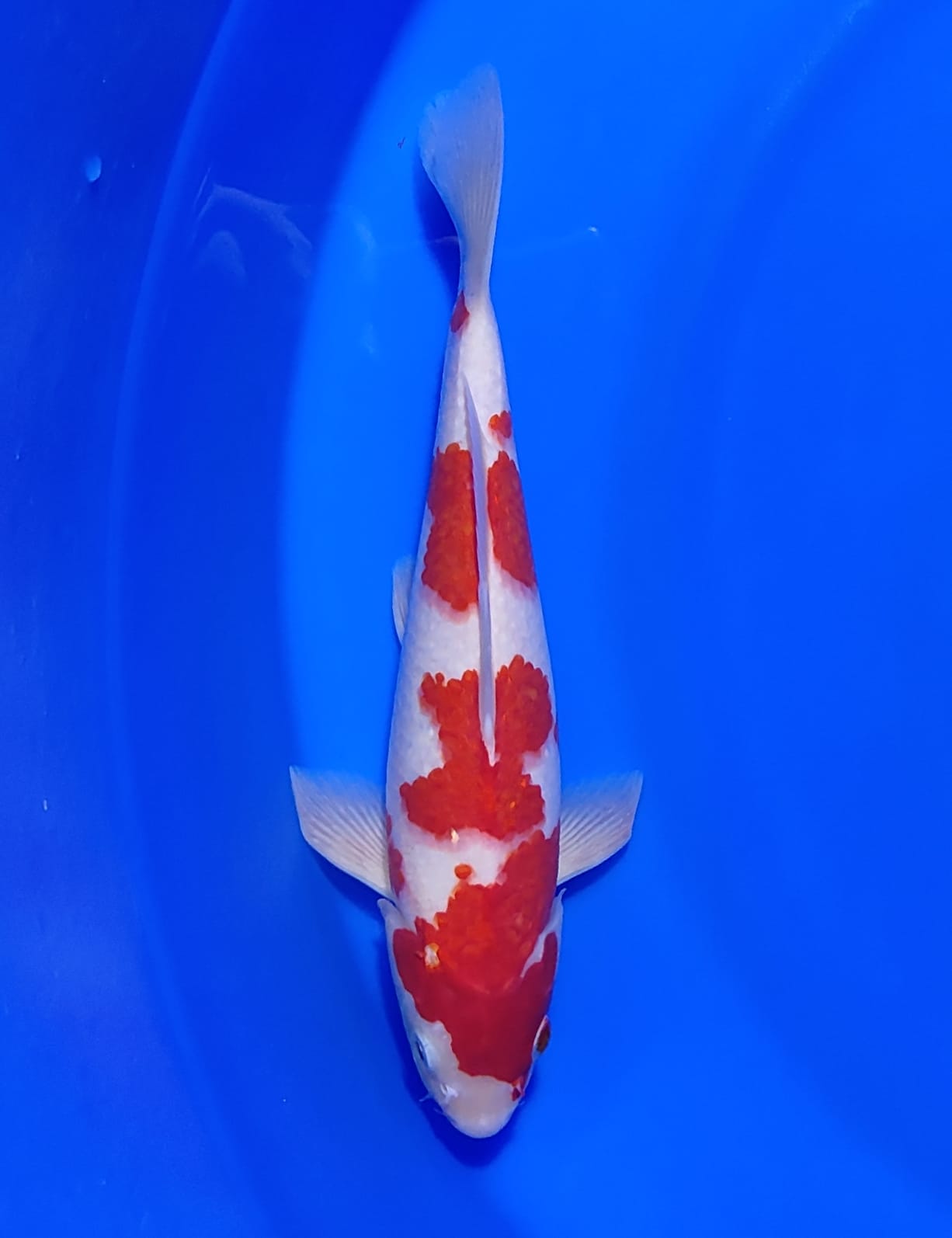 KOHAKU SUPER RED 27cm
