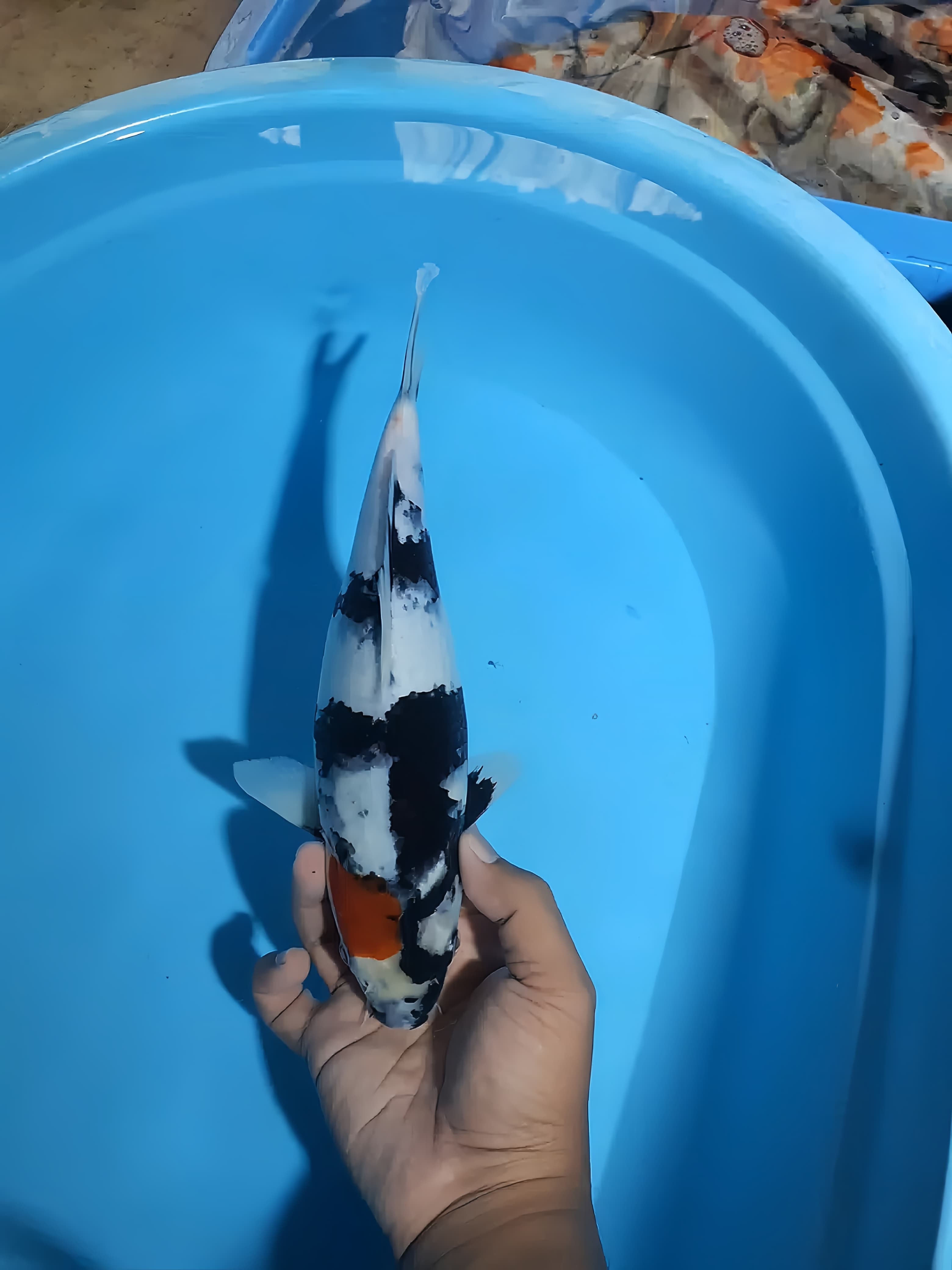 TANCHO SHOWA 30cm