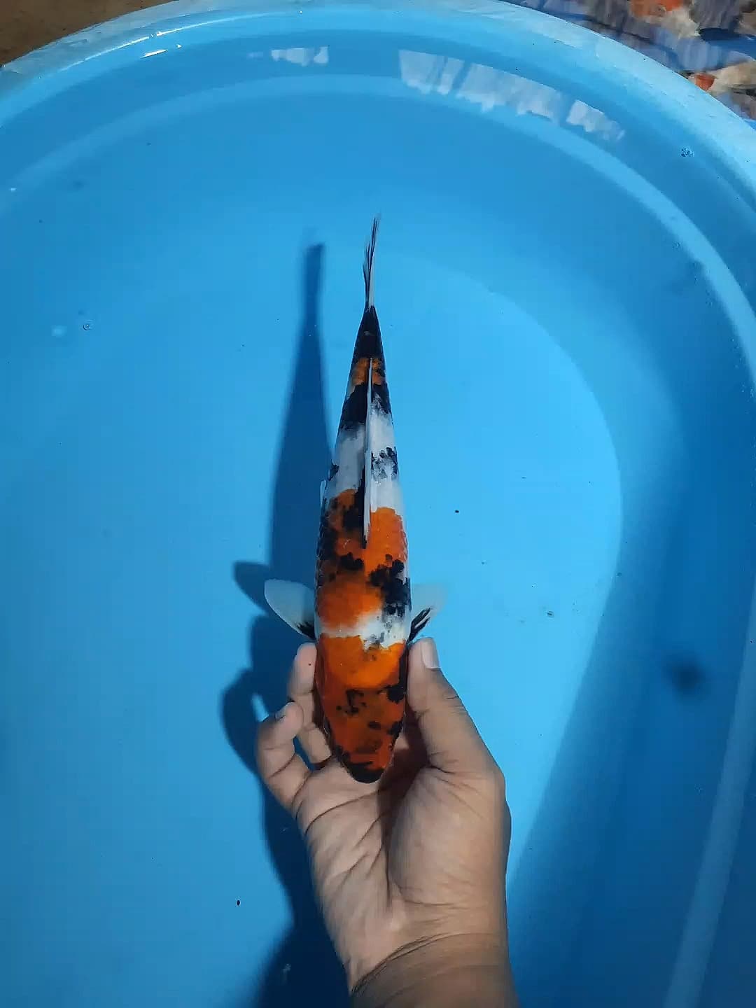 SHOWA SHANSHOKU 27cm