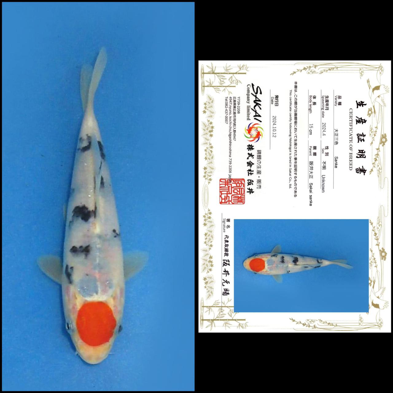 TANCHO IMPORT MALE 15cm