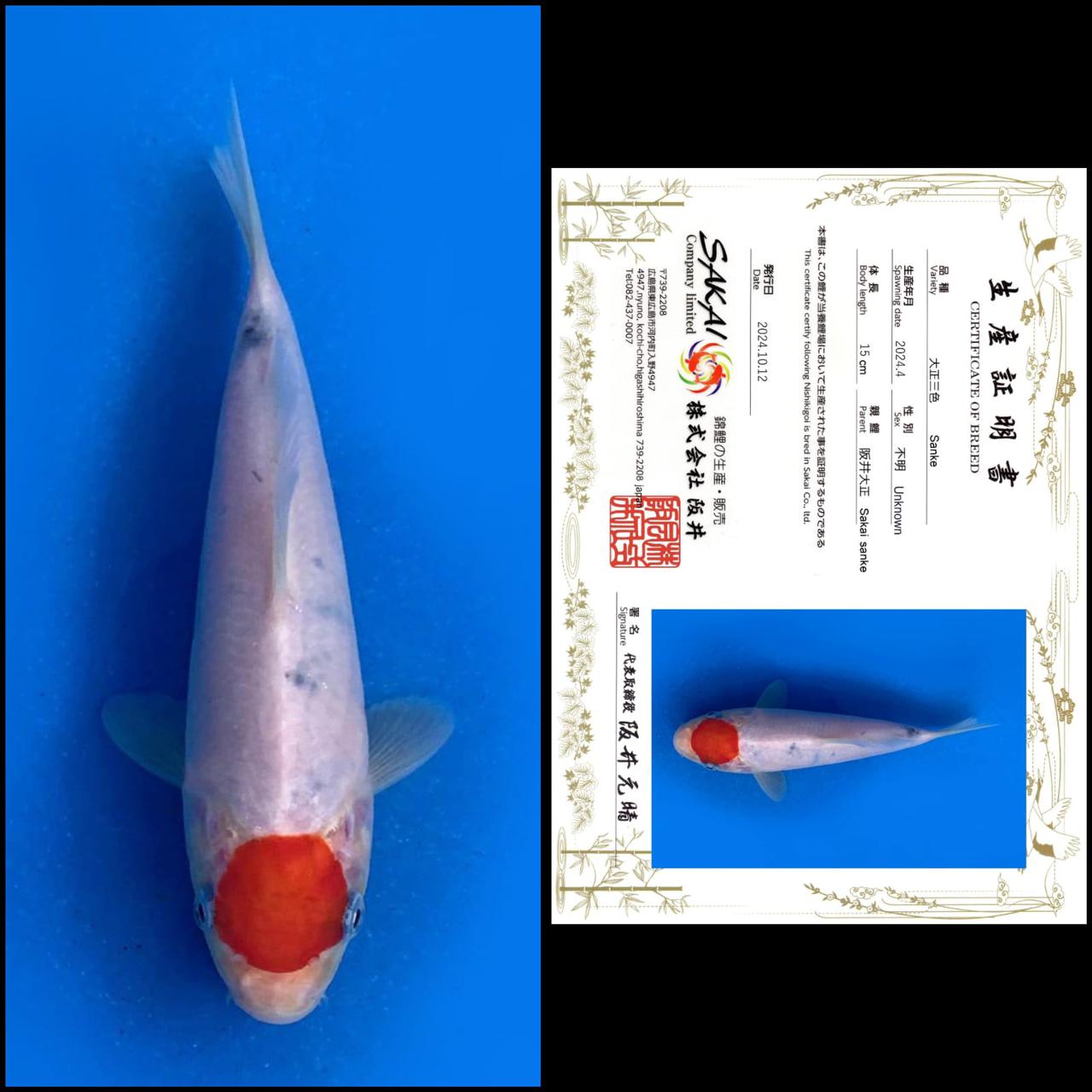 TANCHO IMPORT MALE 15cm