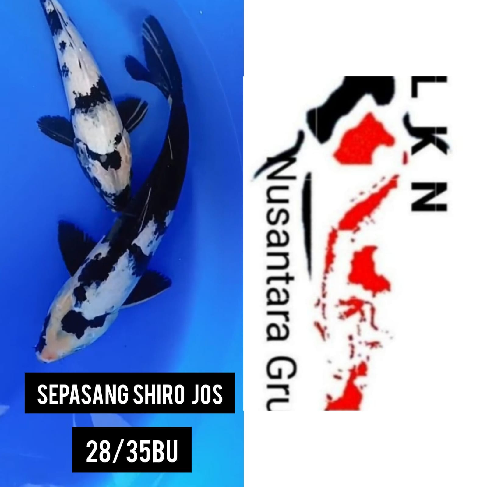 SEPASANG SHIRO ISTIMEWA SUMI HITAM TEBAL SKIN PUTIH JOS LOKASI IKAN DI BOJONEGORO 2833cm