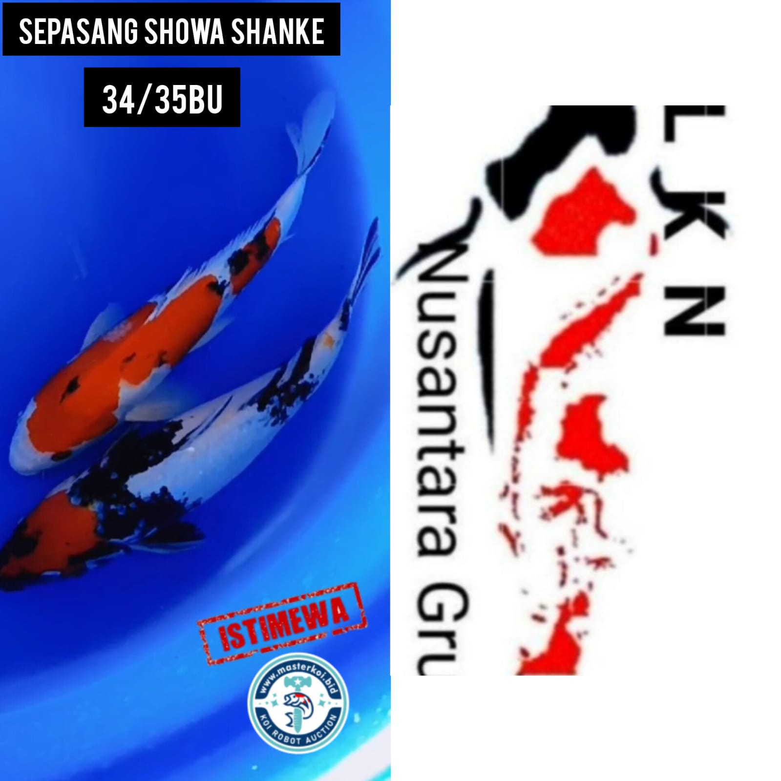 SEPASANG SHOWA SHANKE CALON KOLEKSI KOLAM SULTAN LOKASI IKAN DI BOJONEGORO 3334cm