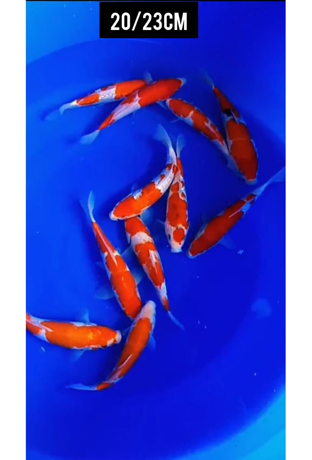 MIX SUPER PKT 11 EKOR CAMPUR MINIONBULKY2 CALON BAHAN KEPPING JOS LOKASI IKAN DI BOJONEGORO 2023cm