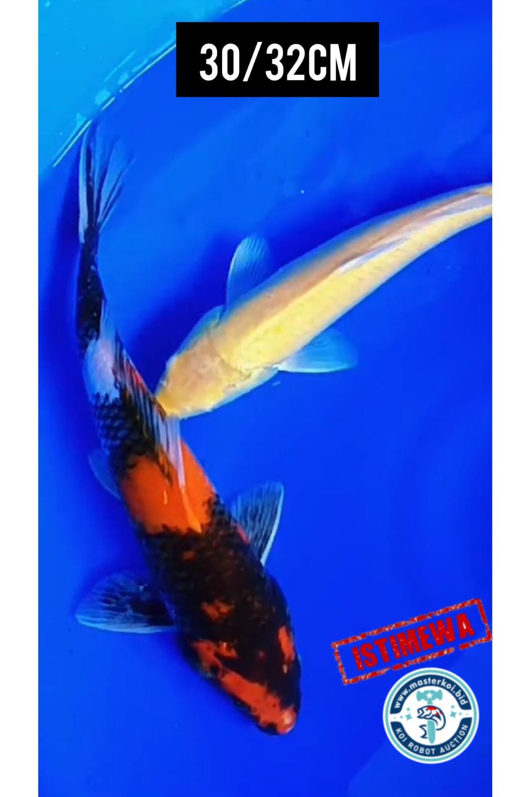 PKT 2 EKOR KARASYI MATA MERAH DAN HI SHOWA ISTIMEWA LOKASI IKAN DI BOJONEGORO 3032cm
