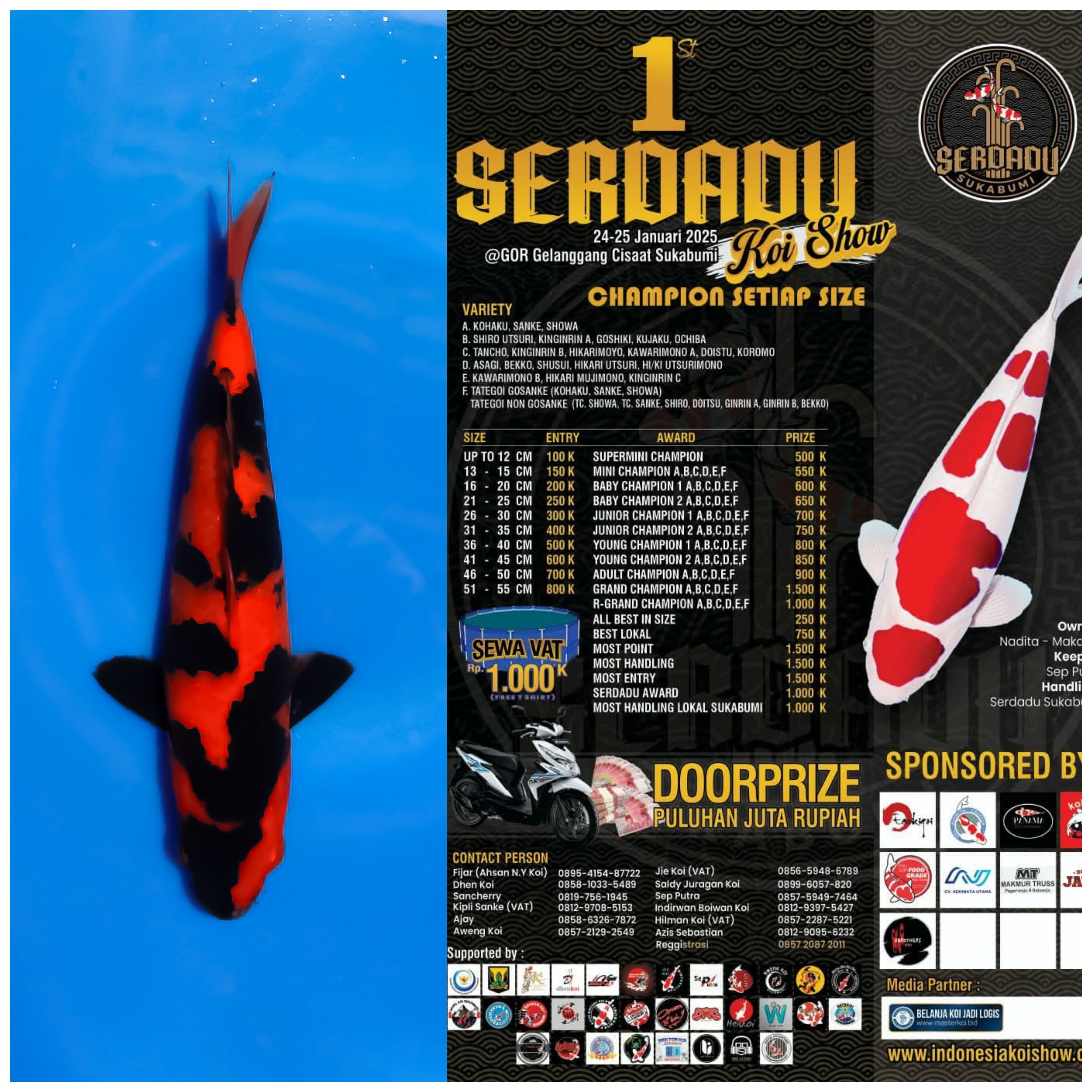 HI UTSURI READY SHOW 25cm