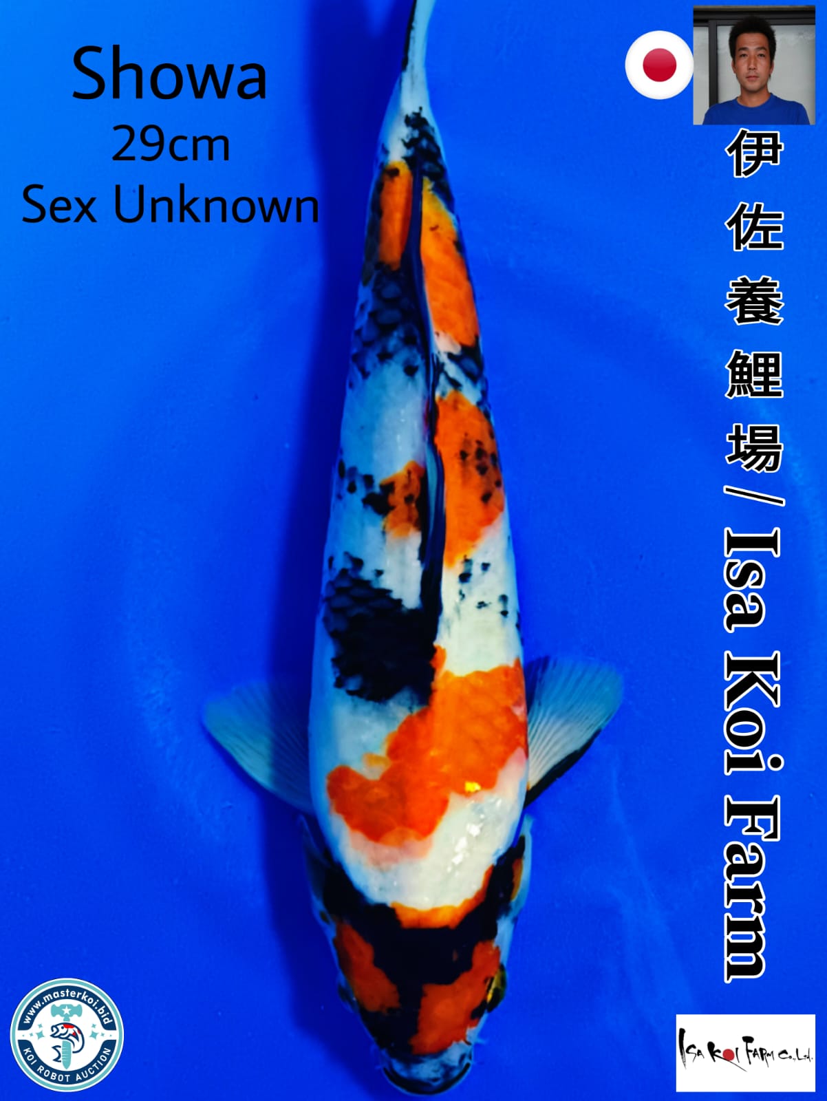 SUPERB MARUTEN SHOWA IMPORT FROM ISA KOI FARM 29cm