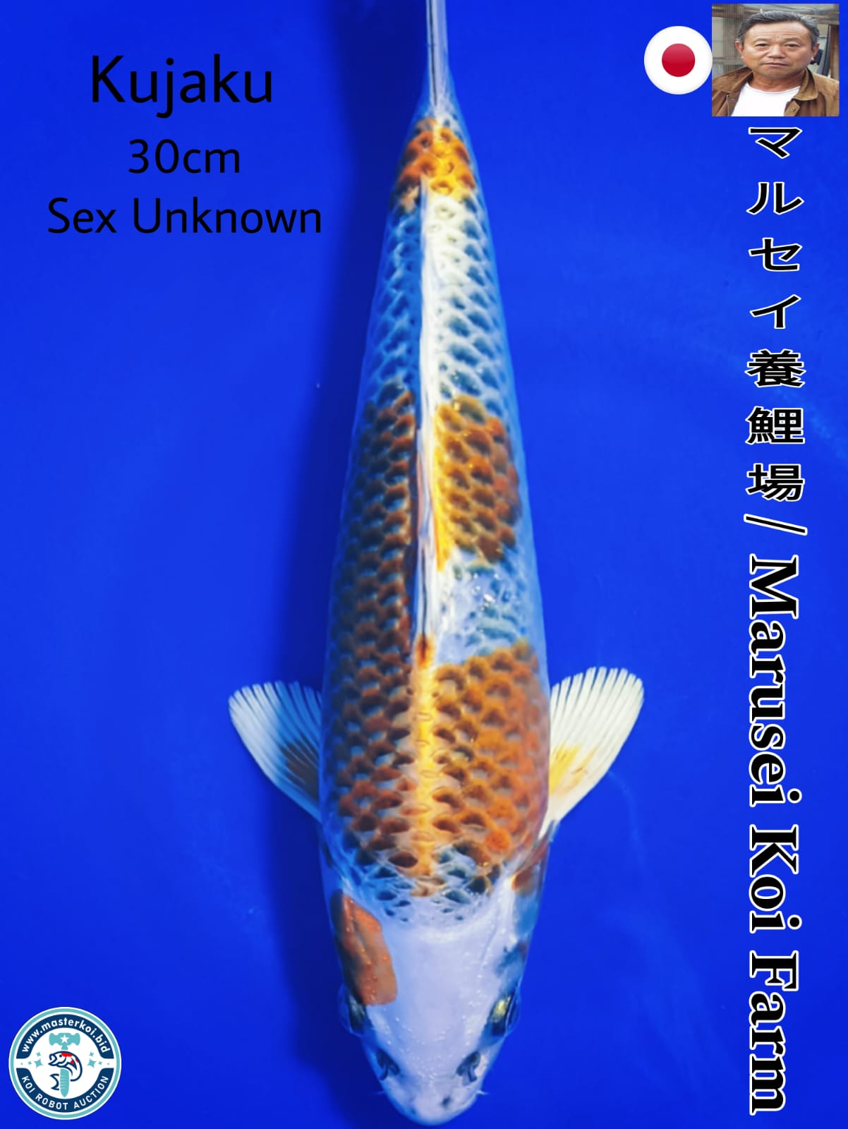 SUPERB KUJAKU IMPORT FROM MARUSEI KOI FARM 30cm