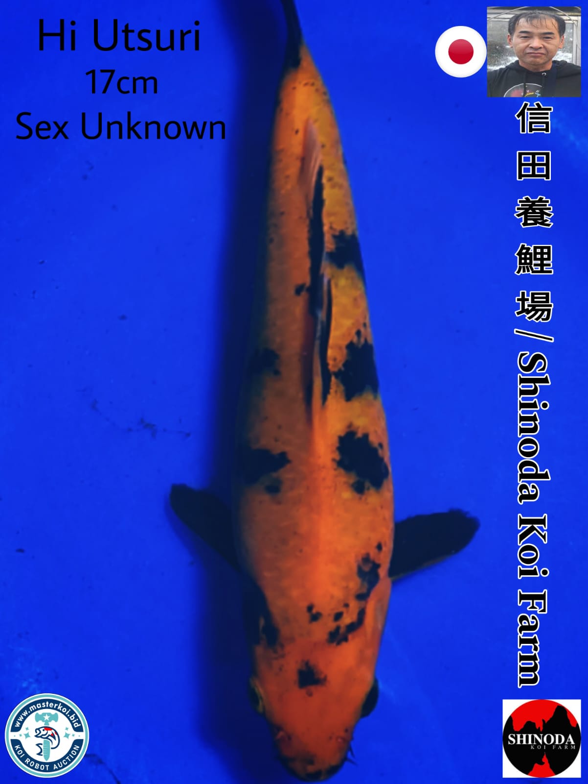 SUPERB HI UTSURI IMPORT FROM SHINODA KOI FARM 17cm