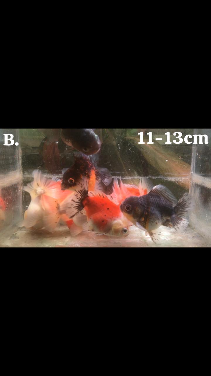 ORANDA SHORT TAIL MIX 10EKOR 1113cm