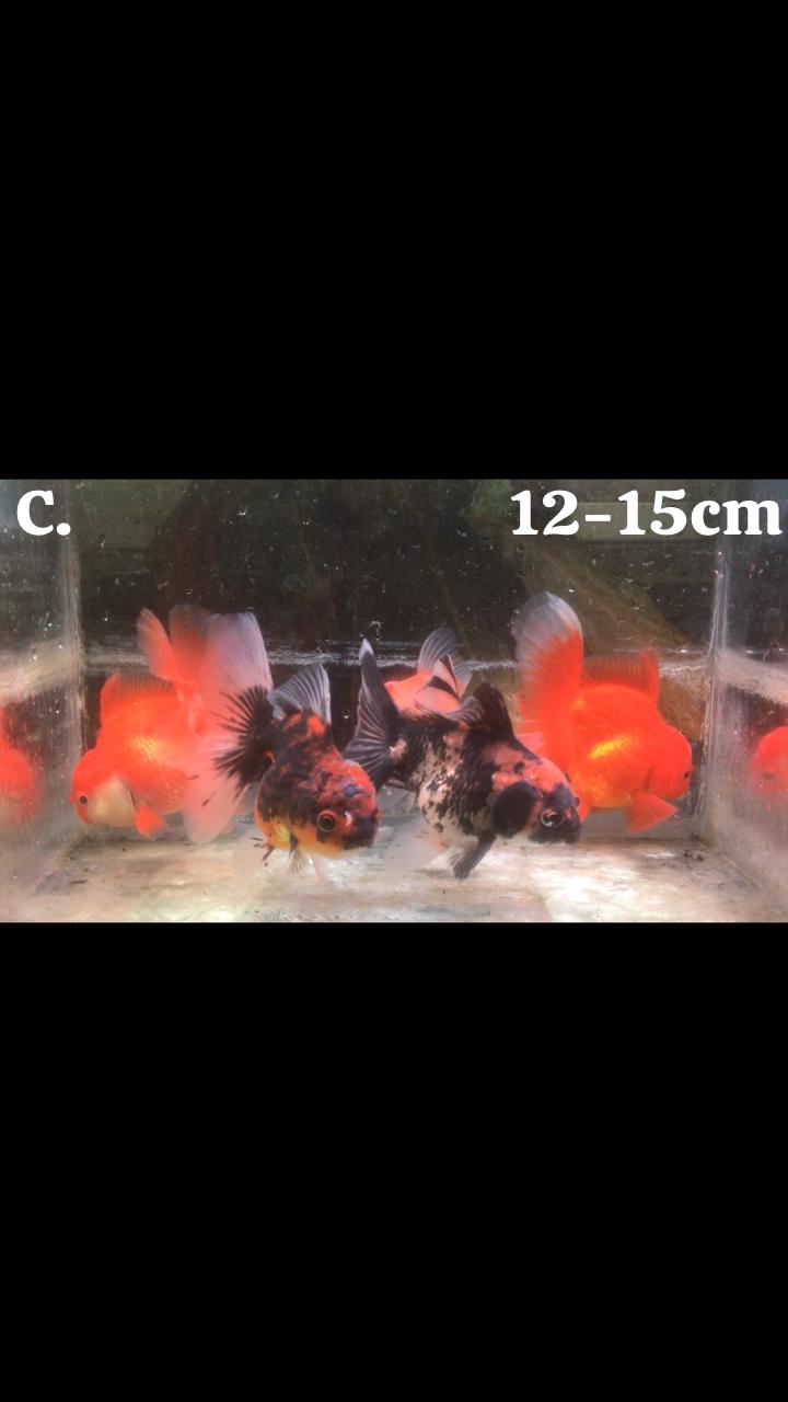 ORANDA LONGTAIL 5EKOR 1215cm