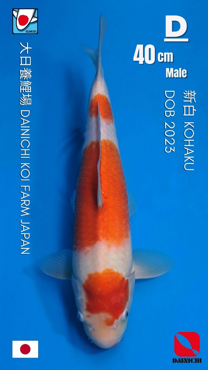 SANDAN KOHAKU DAINICHI KOI FARM JAPAN IMPORT BERSERTIFIKAT BREEDER DOB 202340cm
