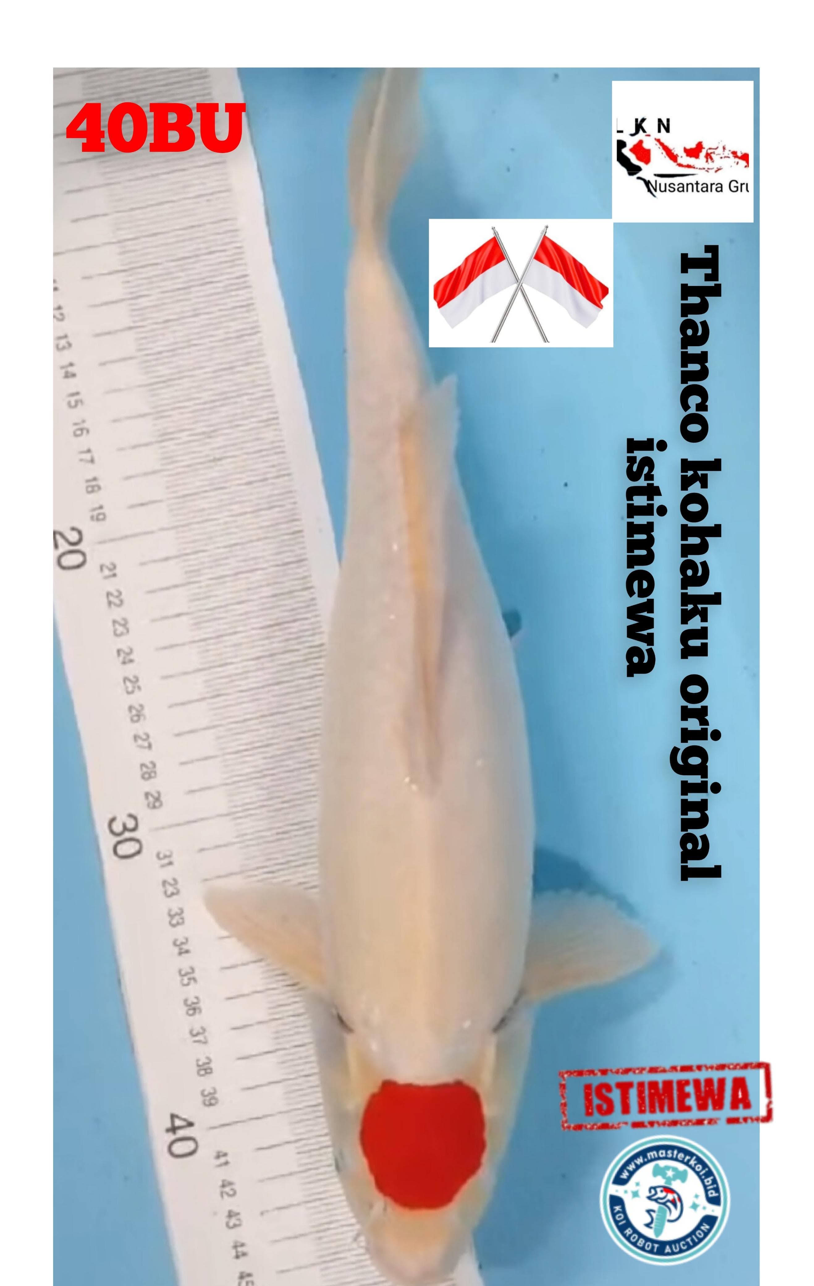 SUPER THANCO KOHAKU ORIGINAL PATREN SUPER IKAN KELAS SULTAN LOKASI DI TULUNGAGUNG 39cm