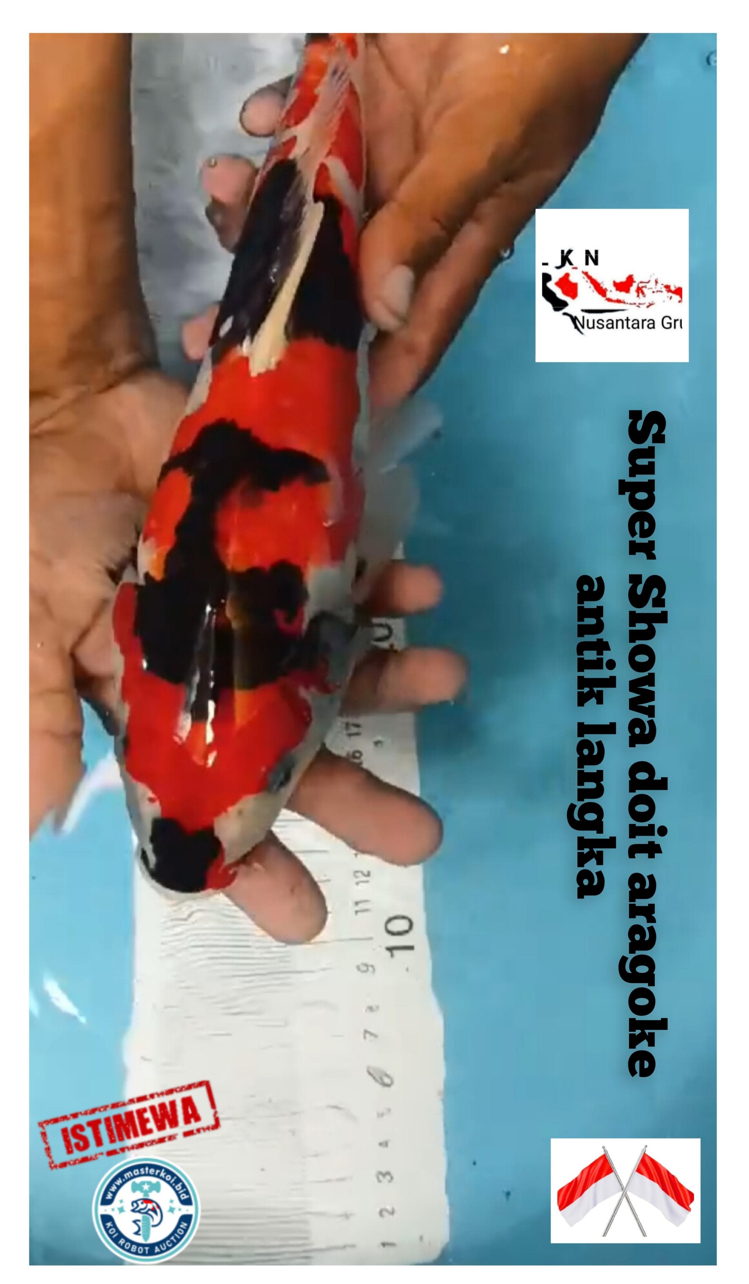 SUPER ANTIK LANGKA SHOWA DOIT ARAGOKE PUNUK ISTIMEWA LOKASI IKAN DI TULUNGAGUNG 33cm