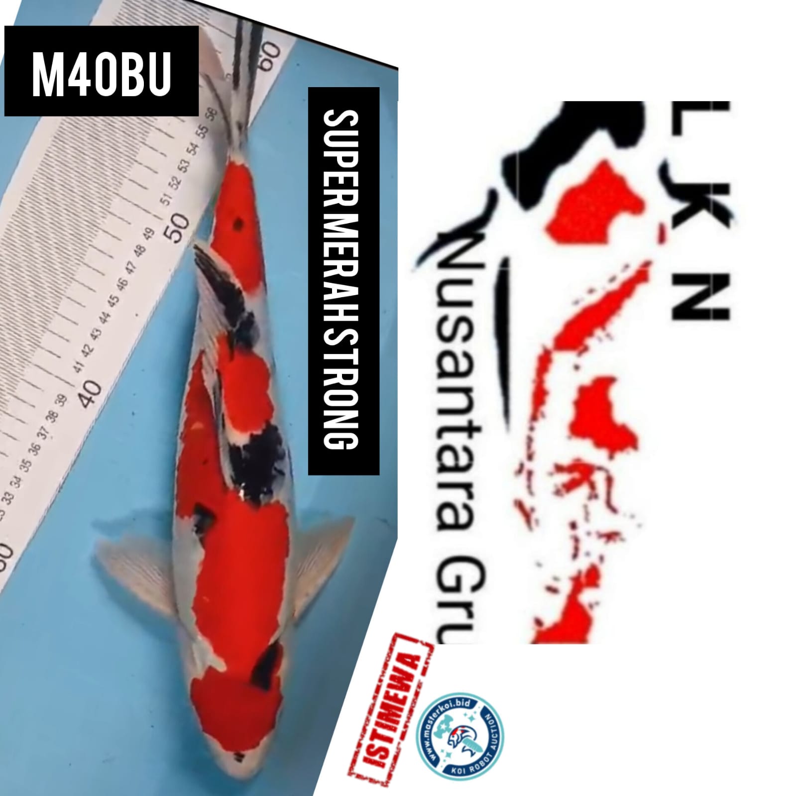 SUPER SHOWA MERAH STRONG PEJANTAN TANGGUH LOKASI IKAN DI TULUNGAGUNG 39cm