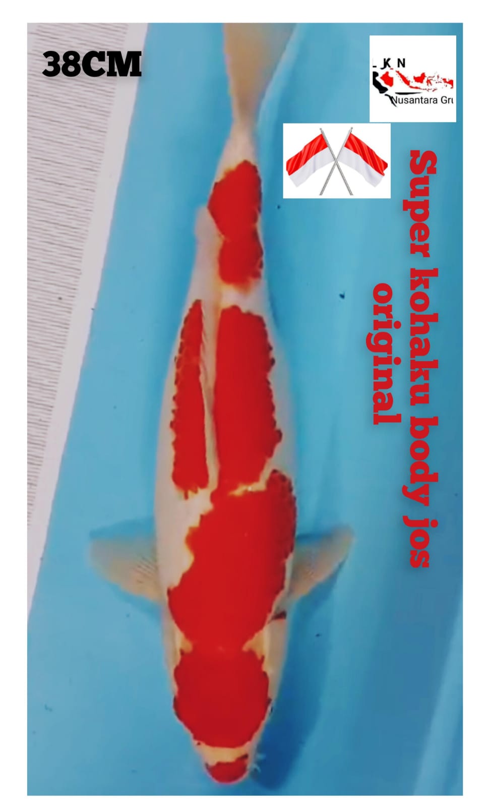 SUPER KOHAKU BODY JOSS MERAH STRONG ISTIMEWA LOKASI IKAN DI TULUNGAGUNG 38cm