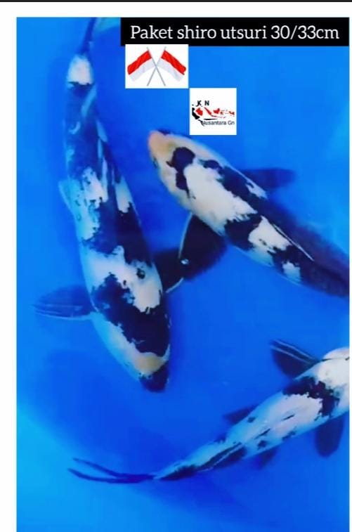 SUPER PAKET SHIRO UTSURI 3 EKOR CALON MONSTER KOLAM SULTAN LOKASI IKAN DI BOJONEGORO 3033cm