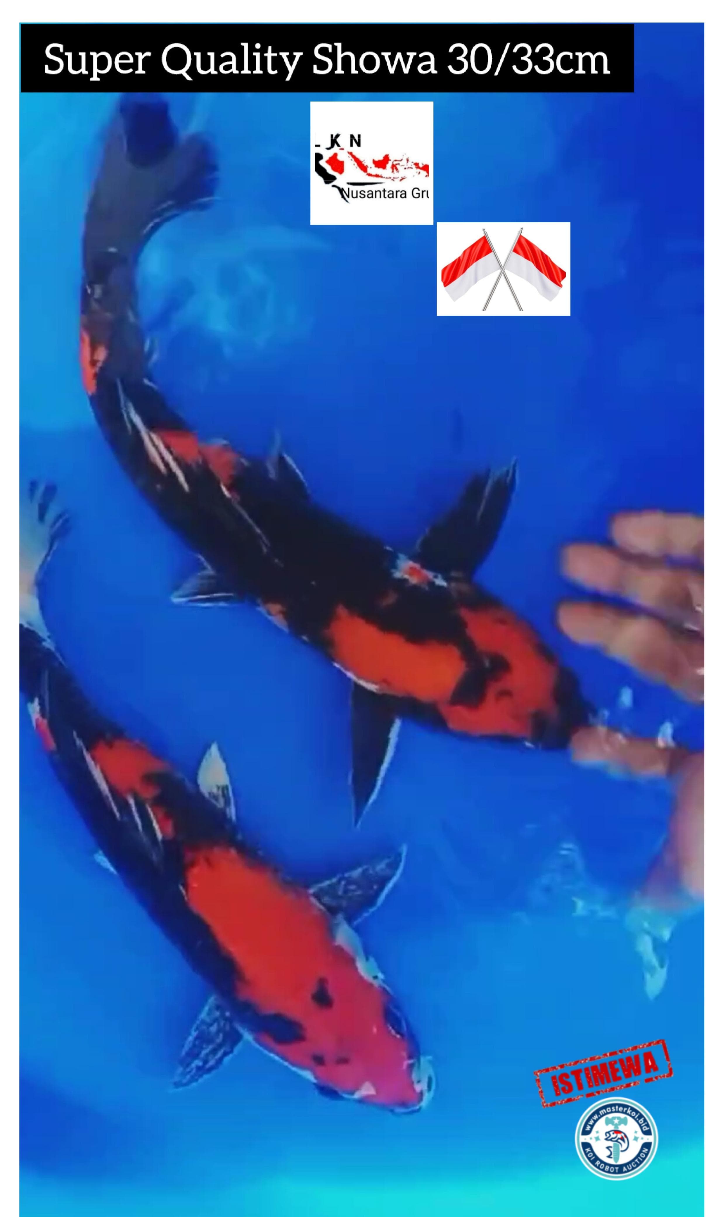 SUPER PKT 2 EKOR CALON MONSTER KOLAM SULTAN ISTIMEWA LOKASI IKAN DI BOJONEGORO 3033cm