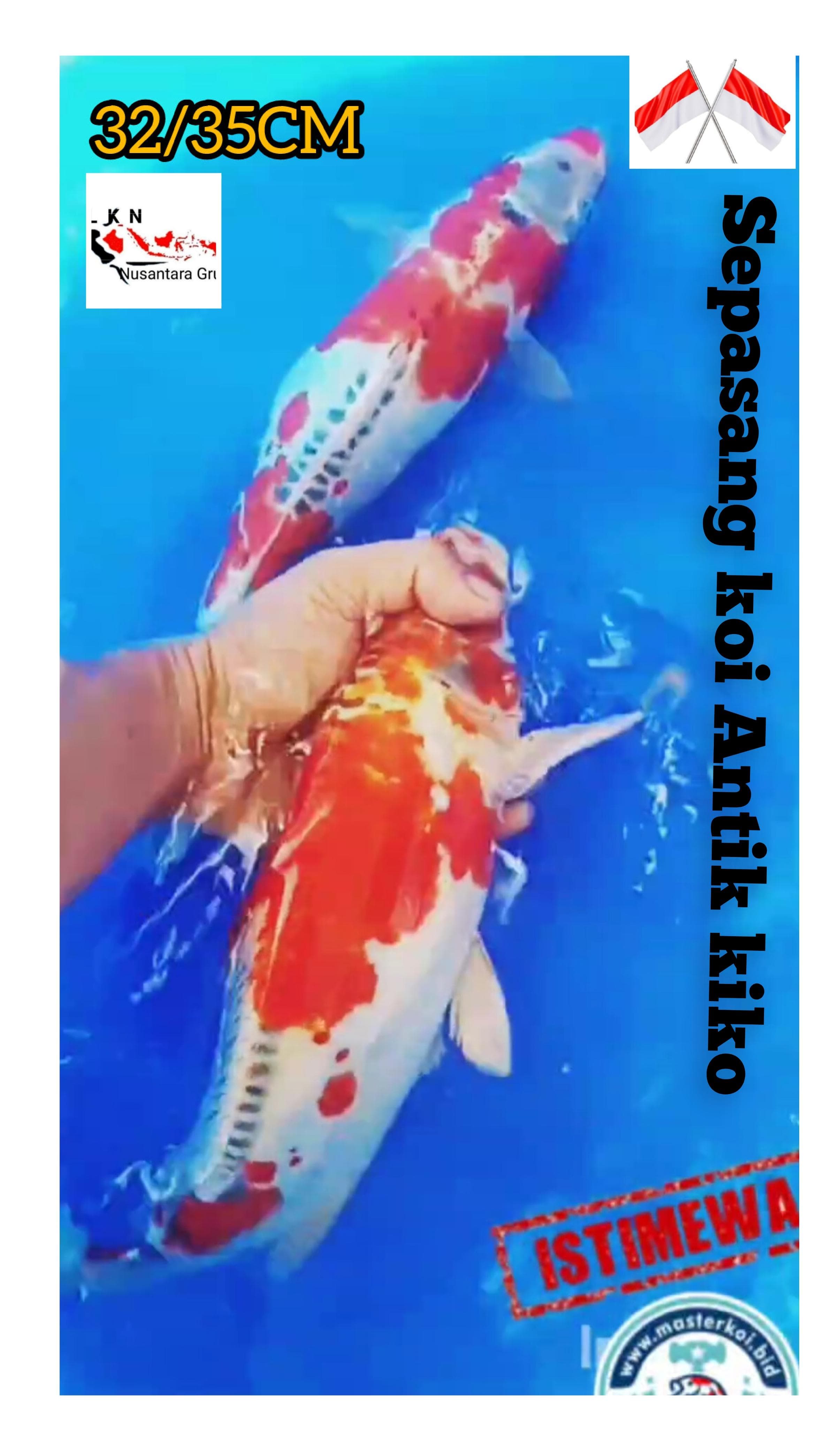 SUPER PKT KOI ANTIK SEPASANG KIKO JOS ISTIMEWA LOKASI BOJONEGORO 3235cm