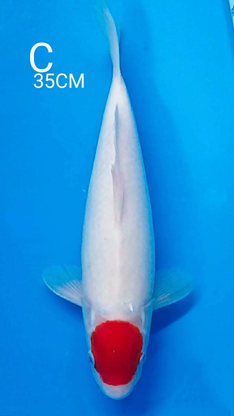 TANCO KOHAKU PECINTA PARA SULTAN 35cm