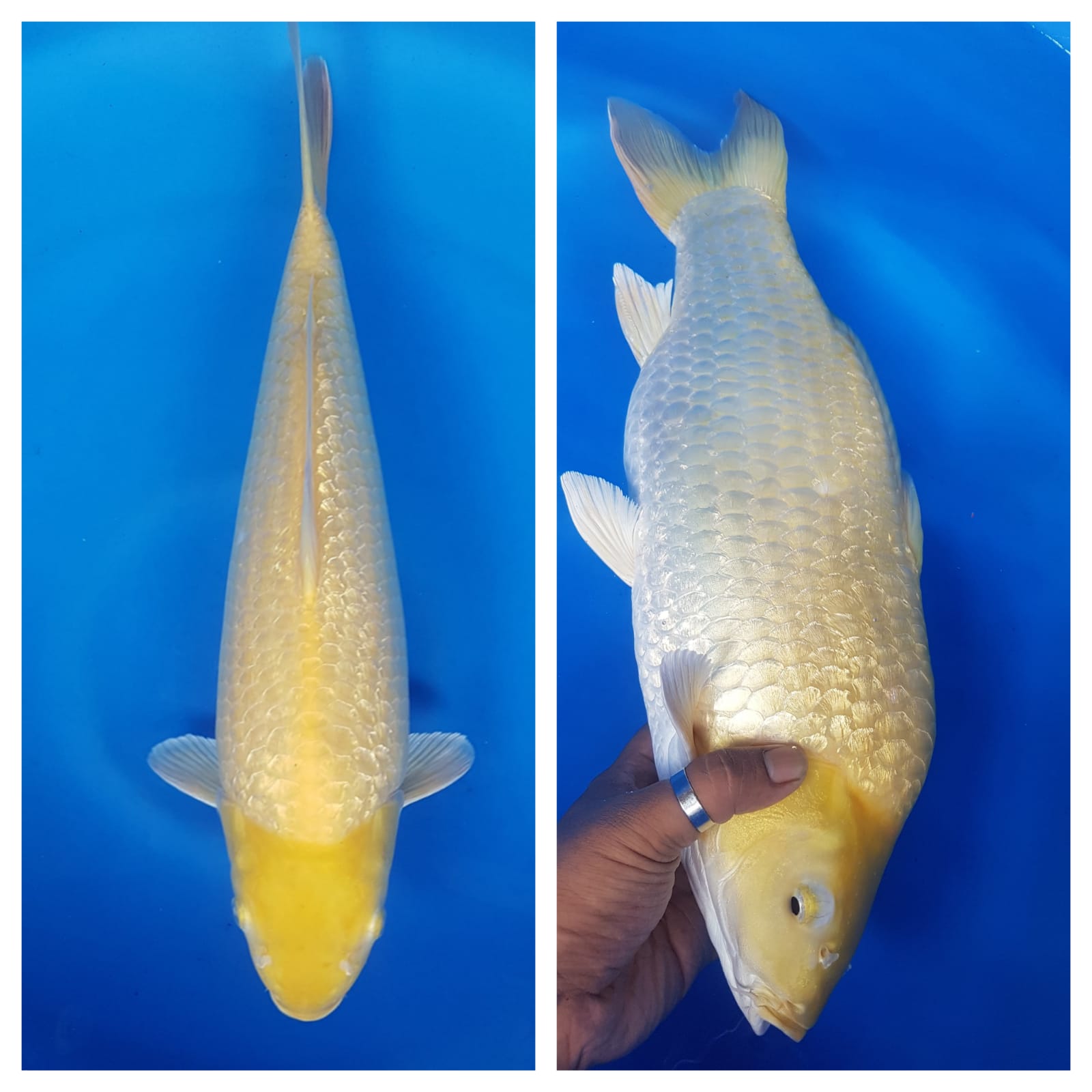 KARASI FUULL GINRIN MUNUK MATA MERAH 46cm