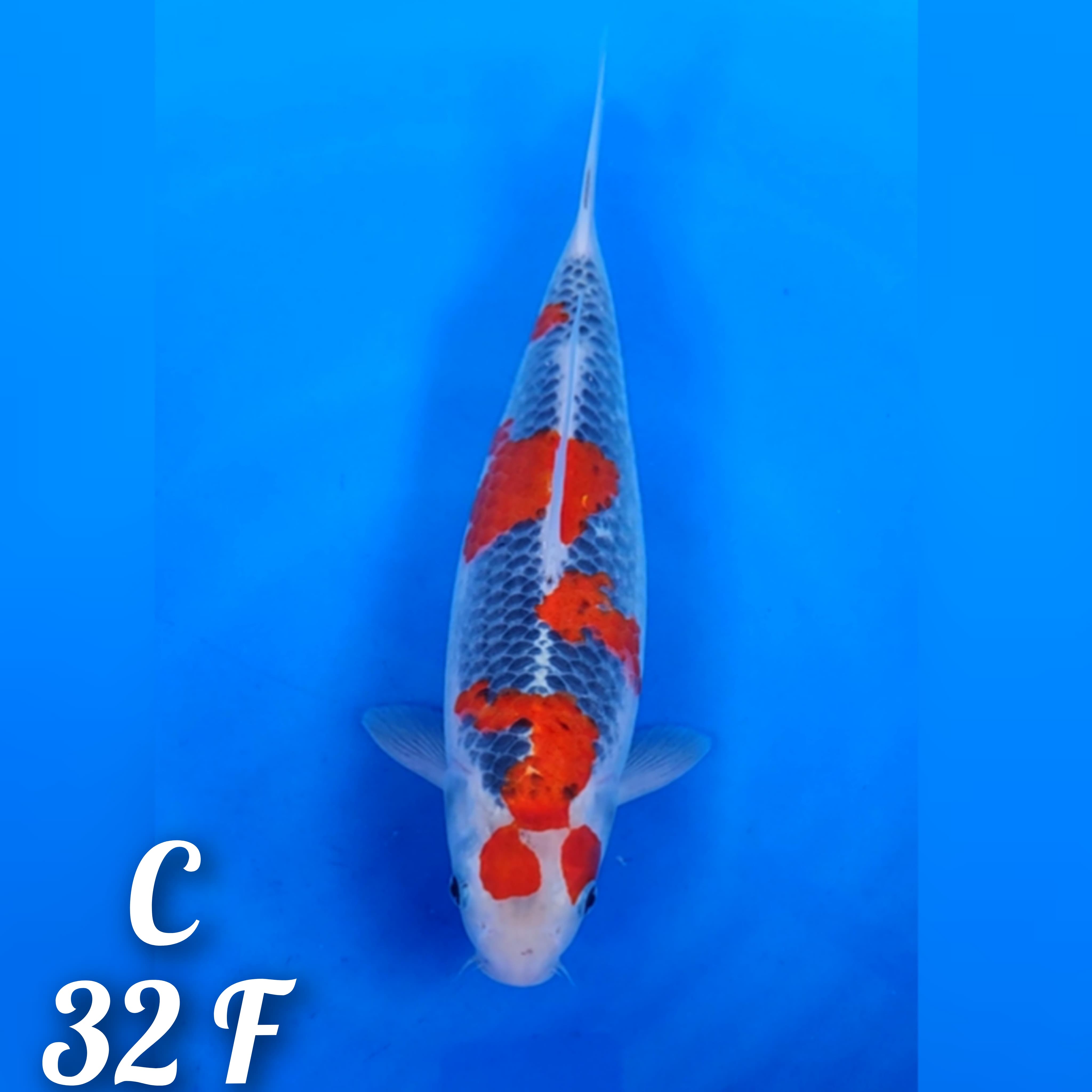 MARUTEN GOSHIKI RREEESSSEEENNNGG AABIIEEZ CALON JUMBO JOS 32cm