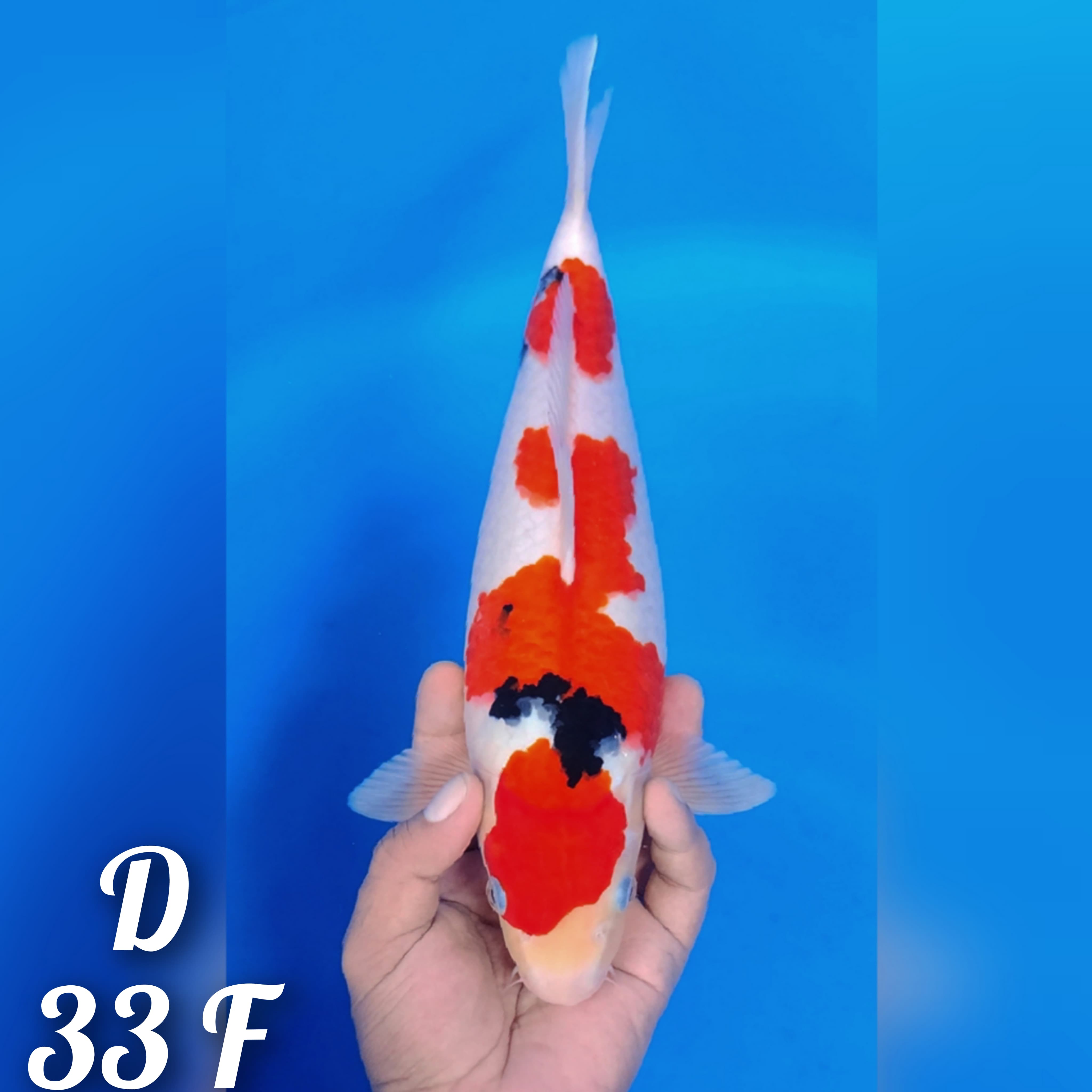 SANKE ORIGINAL BENY NYA STRONG HALUS POLA SIMPER BERSIH CALON BODY BAGUS 33cm