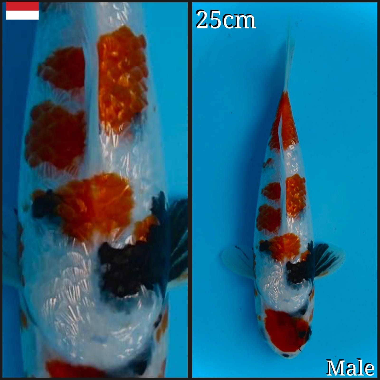 SHOWA GINRIN 25cm