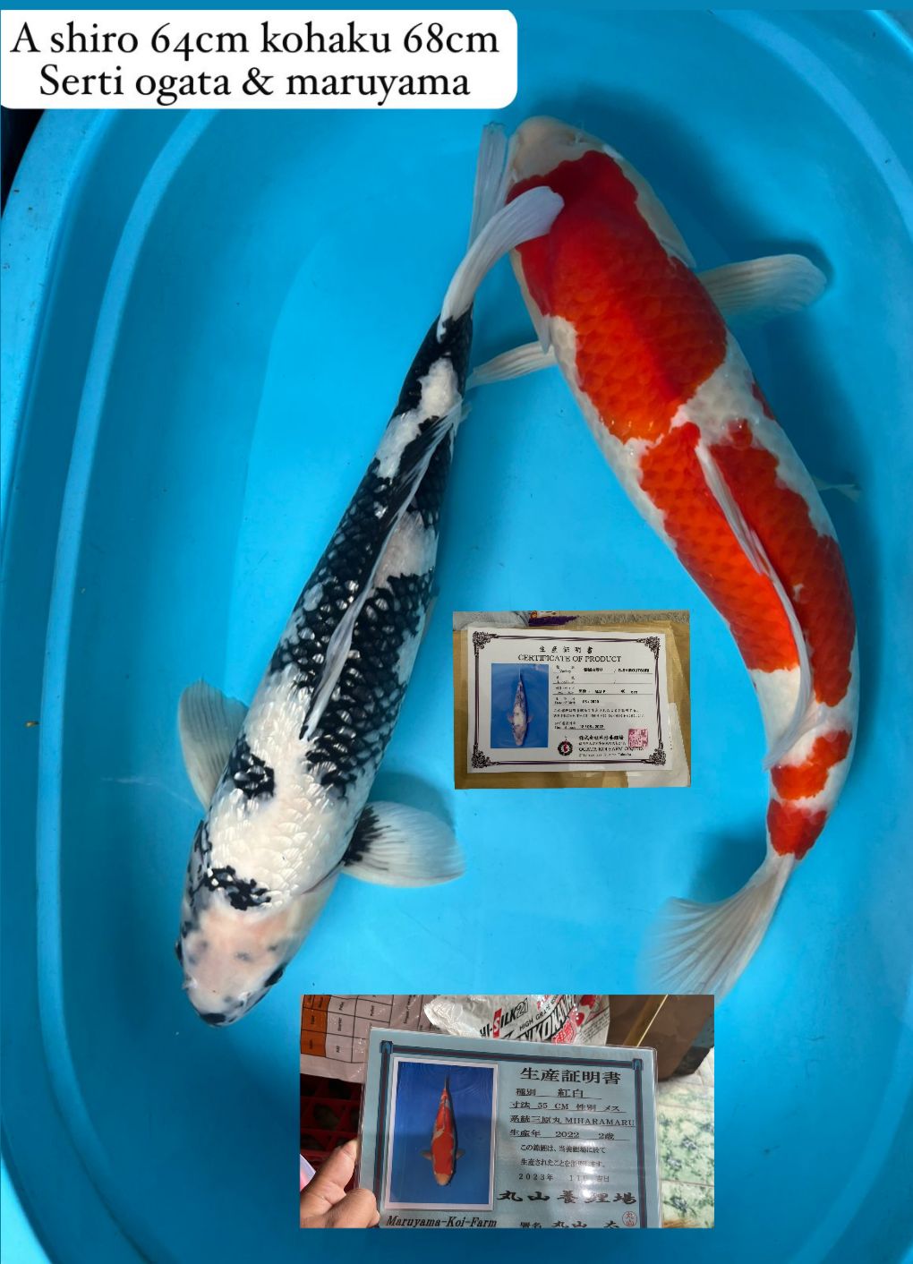 SHIRO KOHAKU 2EKOR 68cm