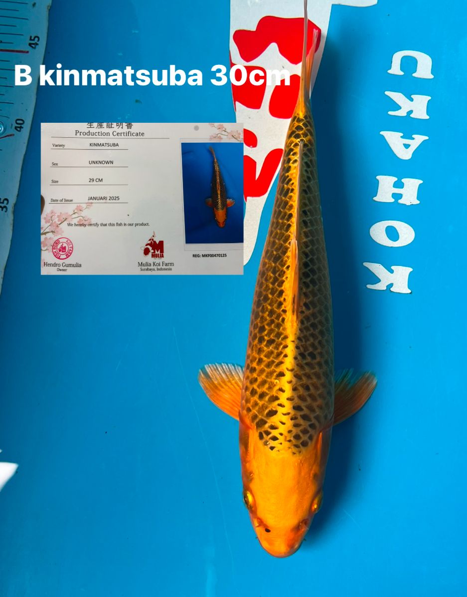 KINMATSUBA 30cm
