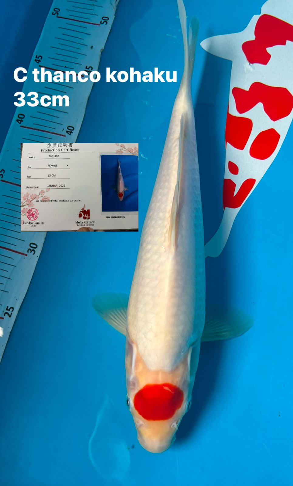 THANCO KOHAKU 33cm